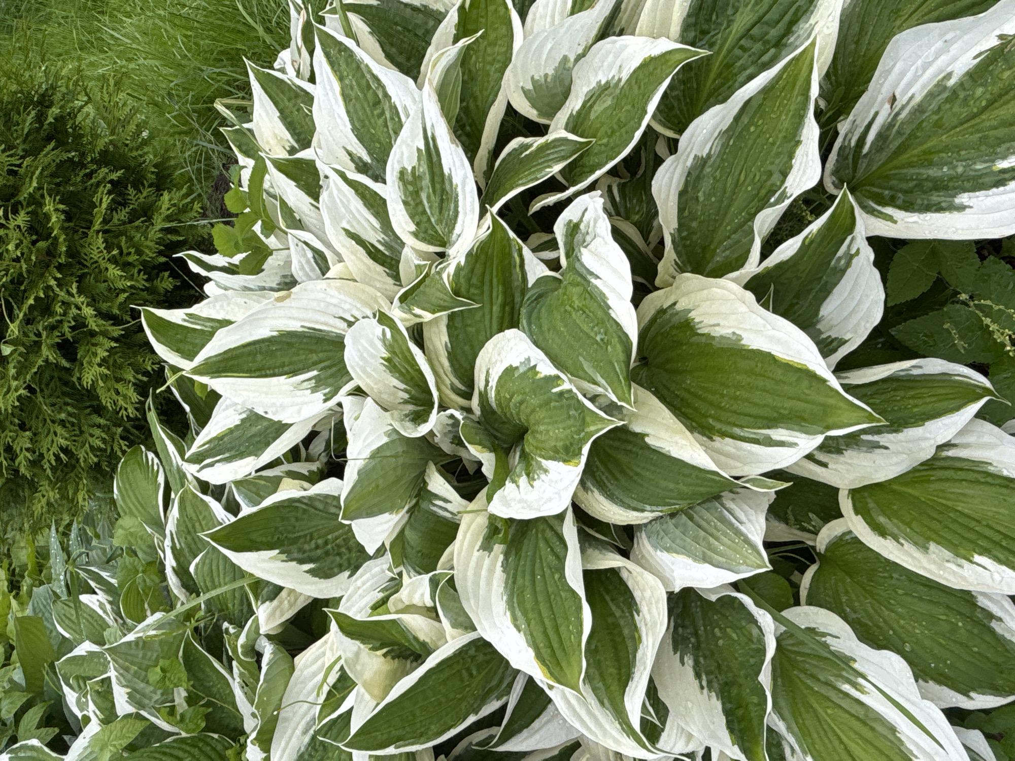This is a close-up, overhead shot of a clump of hosta plants with variegated leaves, displaying a mix of deep green centers and broad, irregular white margins. The leaves are large, somewhat pointed, and appear slightly cupped, with visible veins. Many of the leaves have small water droplets on their surfaces, suggesting recent rain or dew.
To the left of the hostas, there is a dense, dark green shrub with a feathery texture, possibly a conifer like a cypress or juniper. Beyond the shrub and further to the left, a patch of taller, lighter green grass is visible. The overall scene is a garden bed, likely in a shaded or partially shaded area, given the lushness of the hostas.
The lighting suggests it is daytime, and the presence of water droplets indicates either morning dew or recent precipitation. The focus is entirely on the plant life, with no human subjects or man-made objects other than what might be implied by the garden setting. The colors are predominantly greens and whites, creating a fresh and natural aesthetic. The image does not contain any visible text. The location context is Kiskelovo, Russia.