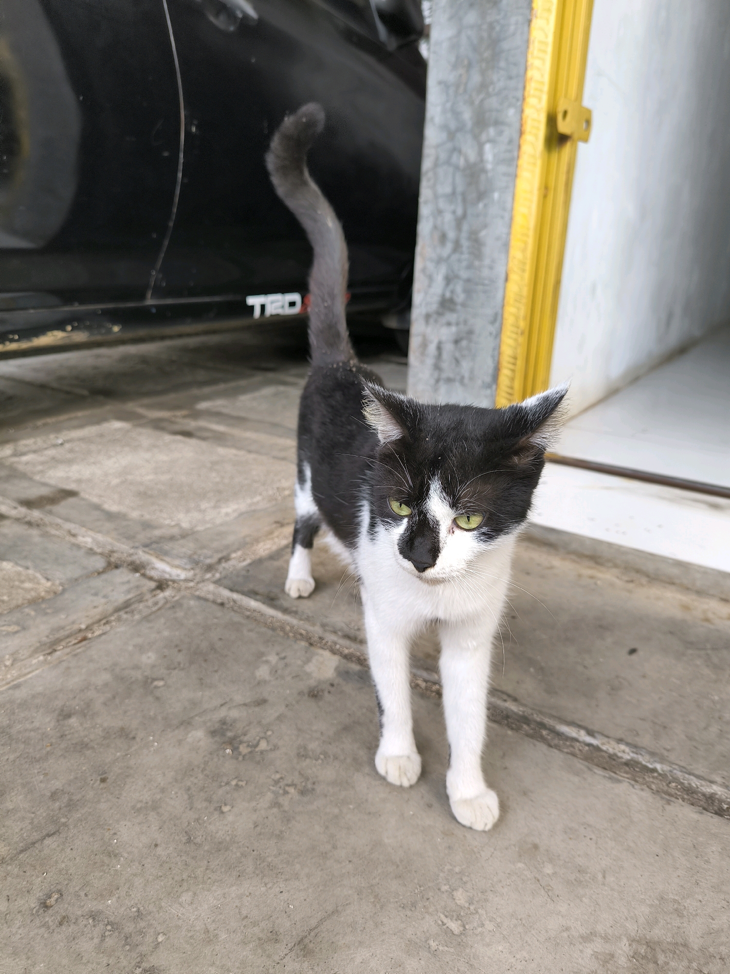 A black and white cat stands on a concrete pathway in front of a building in Karanganyar, Indonesia. The cat is facing forward with its head slightly tilted down. Its eyes are green and it has white paws and chest. A black car is visible to the left of the cat, and a yellow doorframe is to its right. The pathway is made of rectangular concrete slabs.