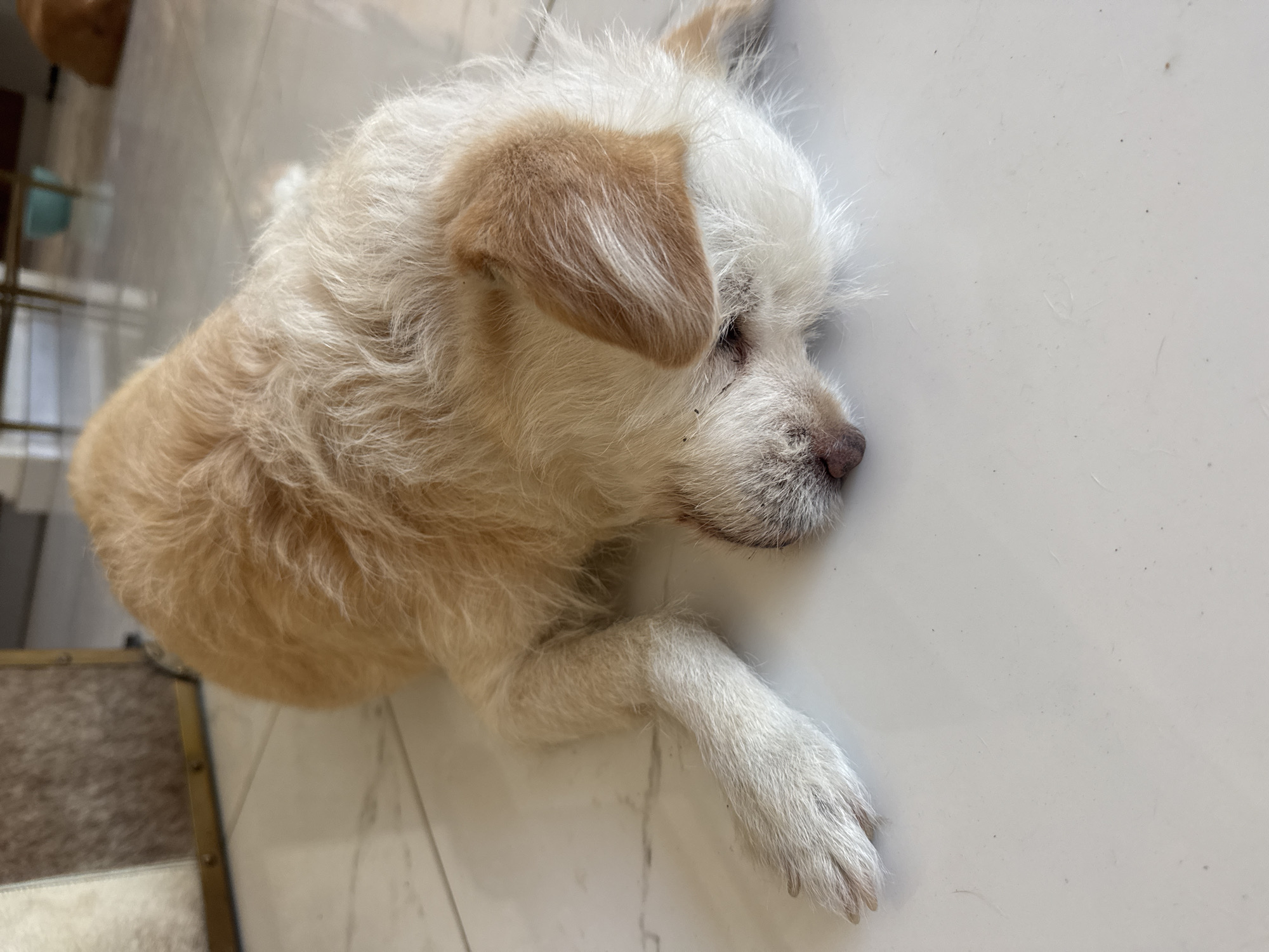 A light-colored, scruffy-haired dog is lying on its side on a white tiled floor in what appears to be an indoor setting. The dog's head is resting on the floor, with its snout pointing towards the viewer and its eyes closed, suggesting it is asleep or resting. Its front leg is extended forward. In the background, a piece of furniture with a checkered pattern is visible to the left, and a hint of other furniture, possibly chairs and a table, can be seen in the upper right corner, along with a blue object on a table. The floor tiles are large and white with subtle gray veining. The overall lighting is bright. The scene is located in the Mouttagiaka Community, Cyprus.