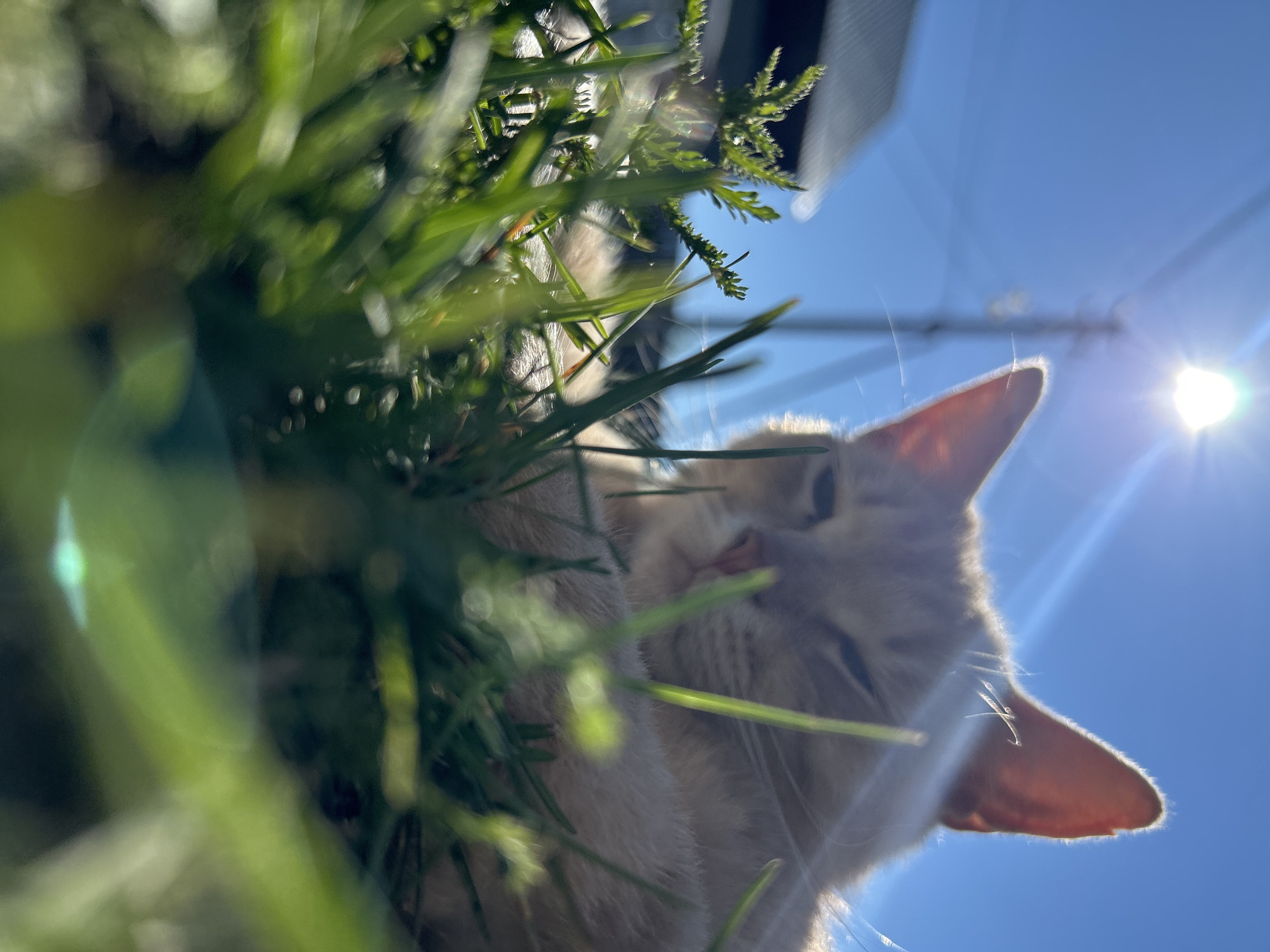 The image is a low-angle, close-up shot of a light-colored cat lying in green grass, with the sun bright in the blue sky and a utility pole visible in the background. The cat's eyes are mostly closed, suggesting it is relaxed or sleeping. The foreground is dominated by blades of grass, some of which are in sharp focus while others are blurred. The sun is high in the sky, creating lens flares and a bright halo effect. In the distance, a dark-colored building is partially visible on the left. The scene appears to be outdoors in a residential or rural area. The provided location information, "Шебунино, Russia," suggests this scene took place in that specific geographic area.