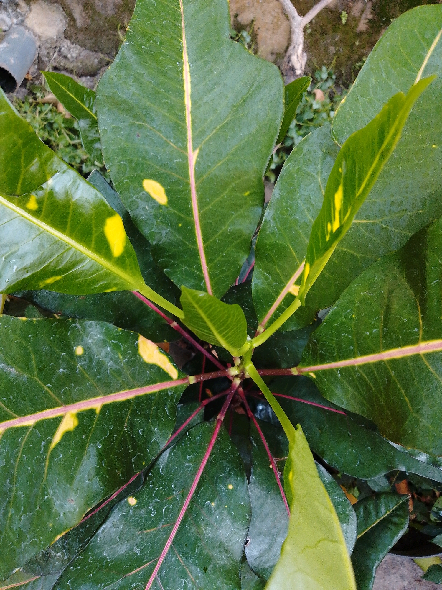 This is a close-up, overhead shot of a Croton plant with prominent green leaves variegated with yellow splotches and pink-red veins. The plant is growing outdoors, with a blurred background showing loose grey stones and some green ground cover. The leaves appear moist, possibly from recent rain or watering. The scene is set in Cikal, Indonesia, with the natural environment visible.