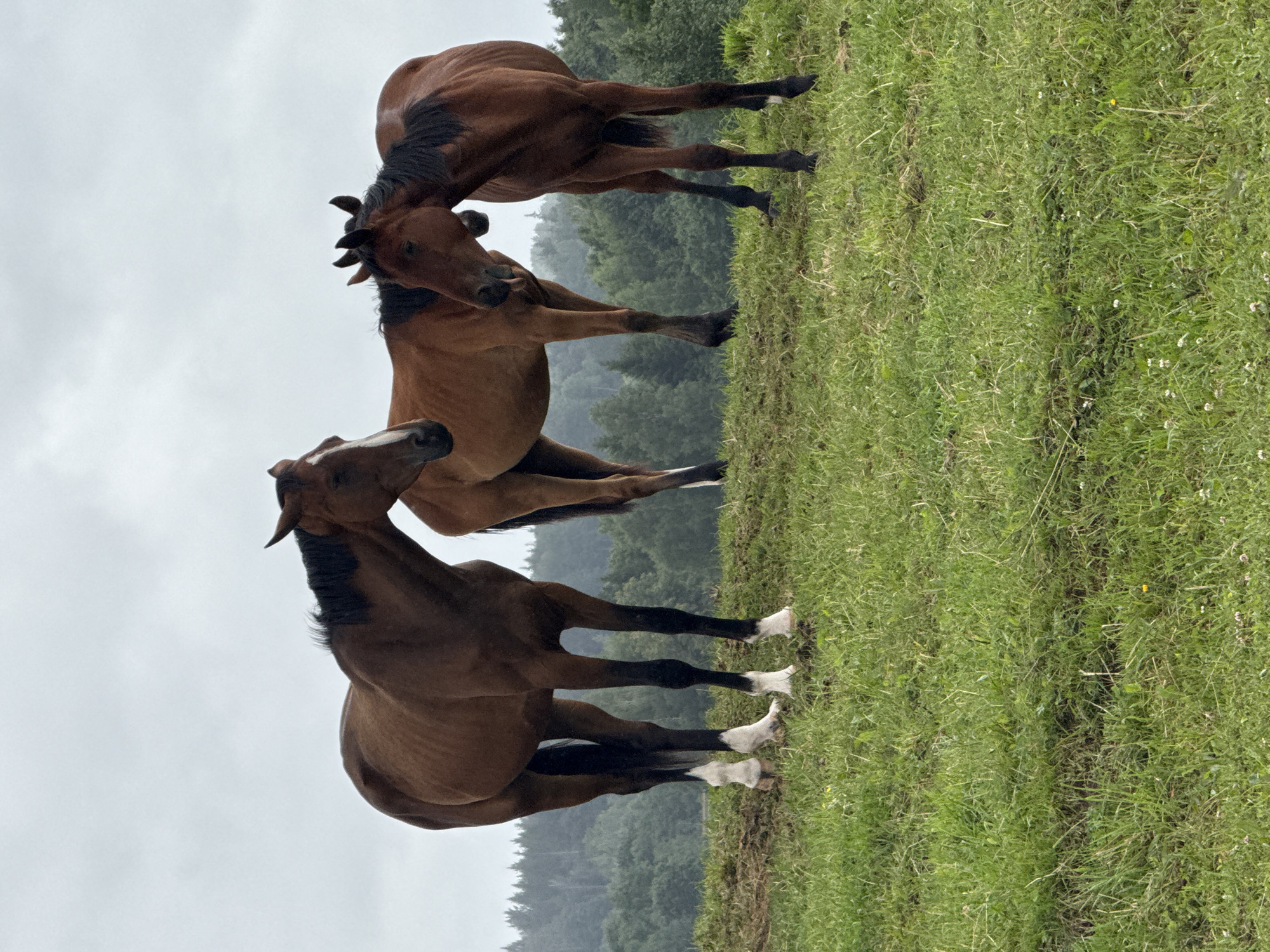 Three brown horses stand in a grassy field under a cloudy sky. The horse on the left is facing forward with its head slightly turned. The horse in the middle is facing right, and the horse on the right is facing left. The horses are in a rural area, with trees visible in the background. This image was taken in Bendoriai, Lithuania.