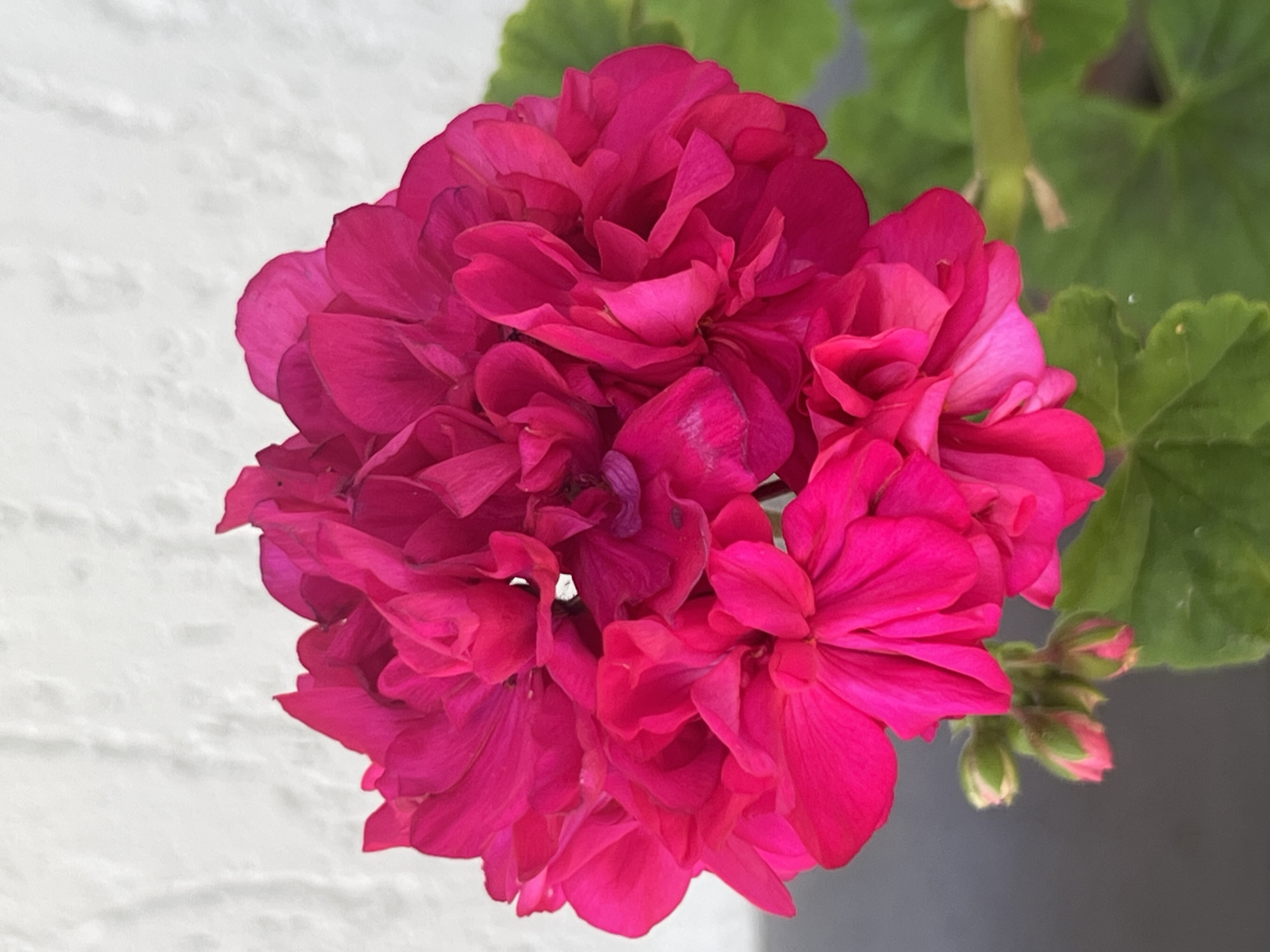 A close-up, top-down shot features a cluster of bright pink, ruffled geranium petals. The flower head is dense, with many overlapping petals that create a voluminous appearance. Some unopened buds, tipped with pink and mostly green, are visible to the lower left of the main bloom. The background consists of a textured, off-white wall on the upper left and a blurred green leaf and stem on the right. The image is well-lit, highlighting the vibrant color of the flower.
