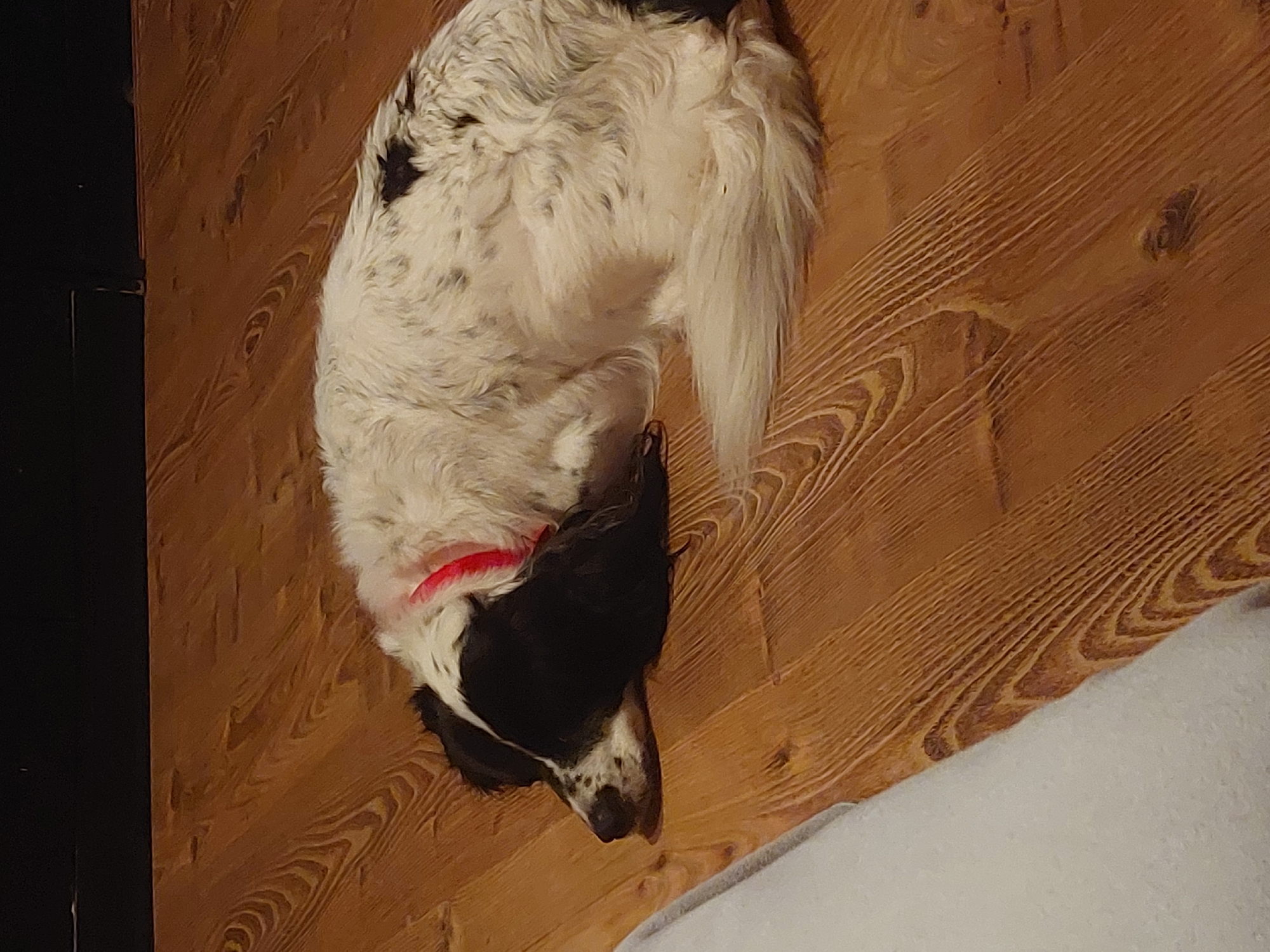 A medium-sized dog with primarily white fur and black markings is curled up on a wooden floor. The dog is wearing a red collar. The floorboards are a light brown color. A portion of a white object, possibly a blanket or cushion, is visible in the lower right corner of the image. The location is unspecified and unidentifiable from the content of the image. There is no evidence to link the image to Tsarevo, Bulgaria.