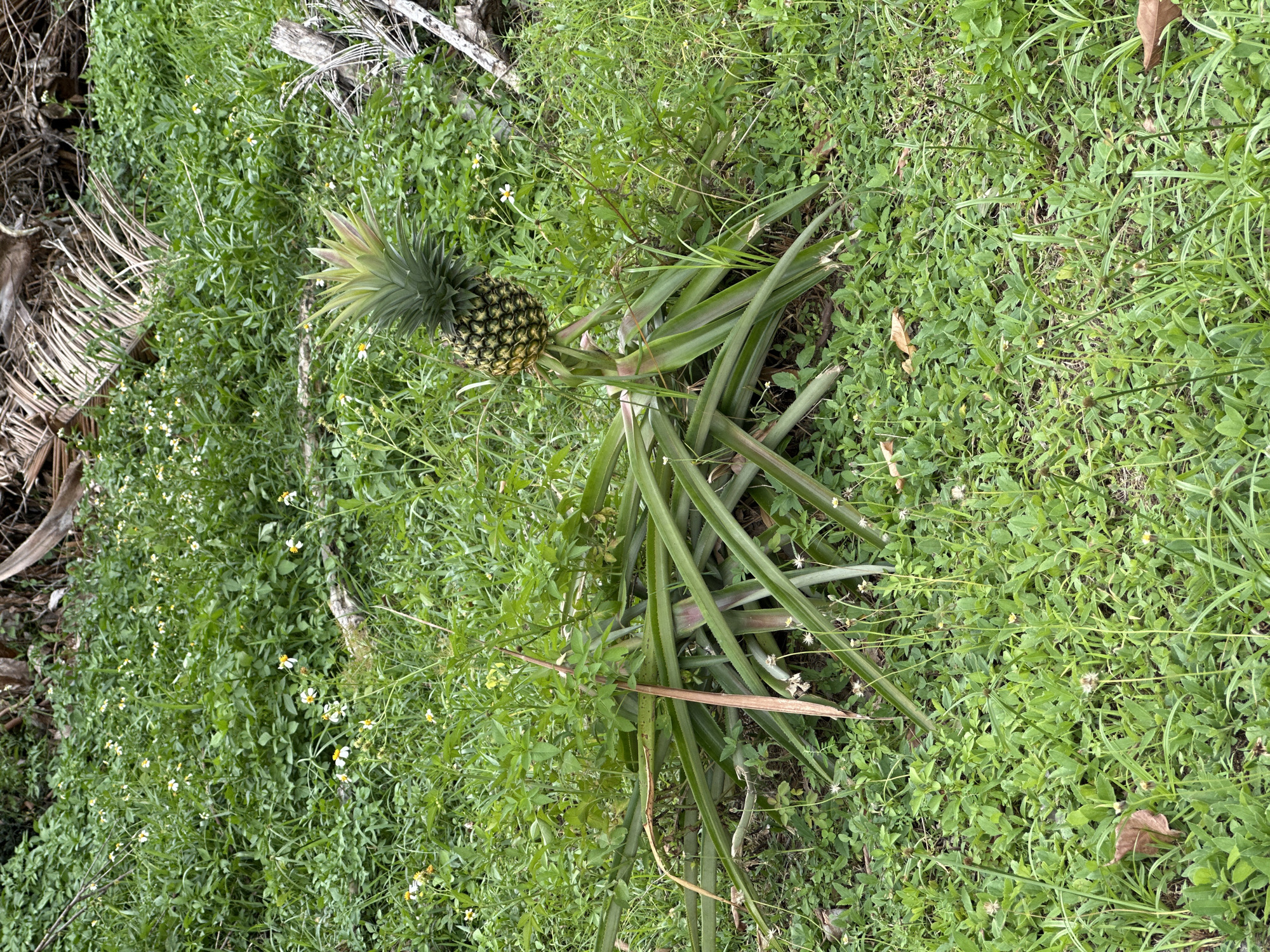 A single ripe pineapple sits atop its plant amidst a dense, green ground cover of grass and small flowering plants. The pineapple exhibits a vibrant yellow-green hue, with a spiky green crown. The plant's leaves are long, broad, and sword-shaped, fanning outwards. In the background, dried palm fronds and other vegetation are visible, suggesting a tropical or subtropical outdoor environment. The scene is well-lit, indicating daytime. The overall impression is one of natural growth in a lush, uncultivated setting. The location is identified as Baan Mae Nam, Thailand.