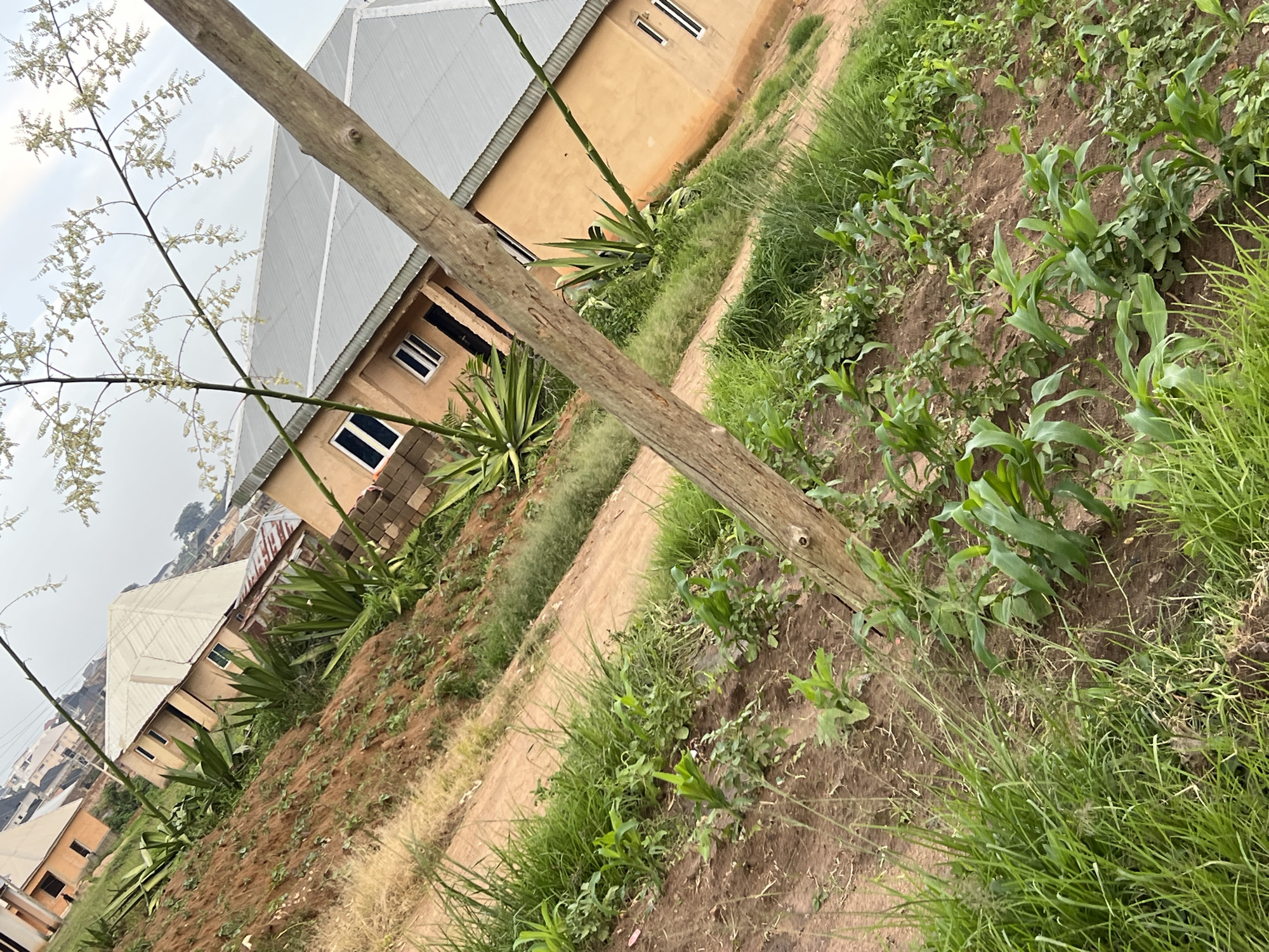 The image depicts an outdoor scene in Gura Top, Nigeria, likely during the daytime under fair weather conditions. The foreground is dominated by a rough, light brown wooden post that is positioned diagonally across the frame. To the right of the post, a patch of soil is visible, planted with young corn stalks and other green vegetation. Tall, dry grass also grows along the edge of this planting area.
In the background, a dirt path runs diagonally upwards and to the left, separating the cultivated area from a residential setting. Several houses with light brown walls and corrugated metal roofs are visible. One house, closer to the foreground, has several windows with dark frames and white panes. Another house further up the path also shows similar features. The landscape appears somewhat sloped, with the houses built on the rising ground.
To the left of the wooden post, a tall, slender plant with thin, branching stems and small, light-colored flowers or buds extends upwards. Behind this plant and the houses, a hazy view of more buildings and distant landscape can be seen, suggesting a built-up area rather than a rural environment. The overall impression is one of a developing residential area with elements of agriculture. There is no discernible text in the image.