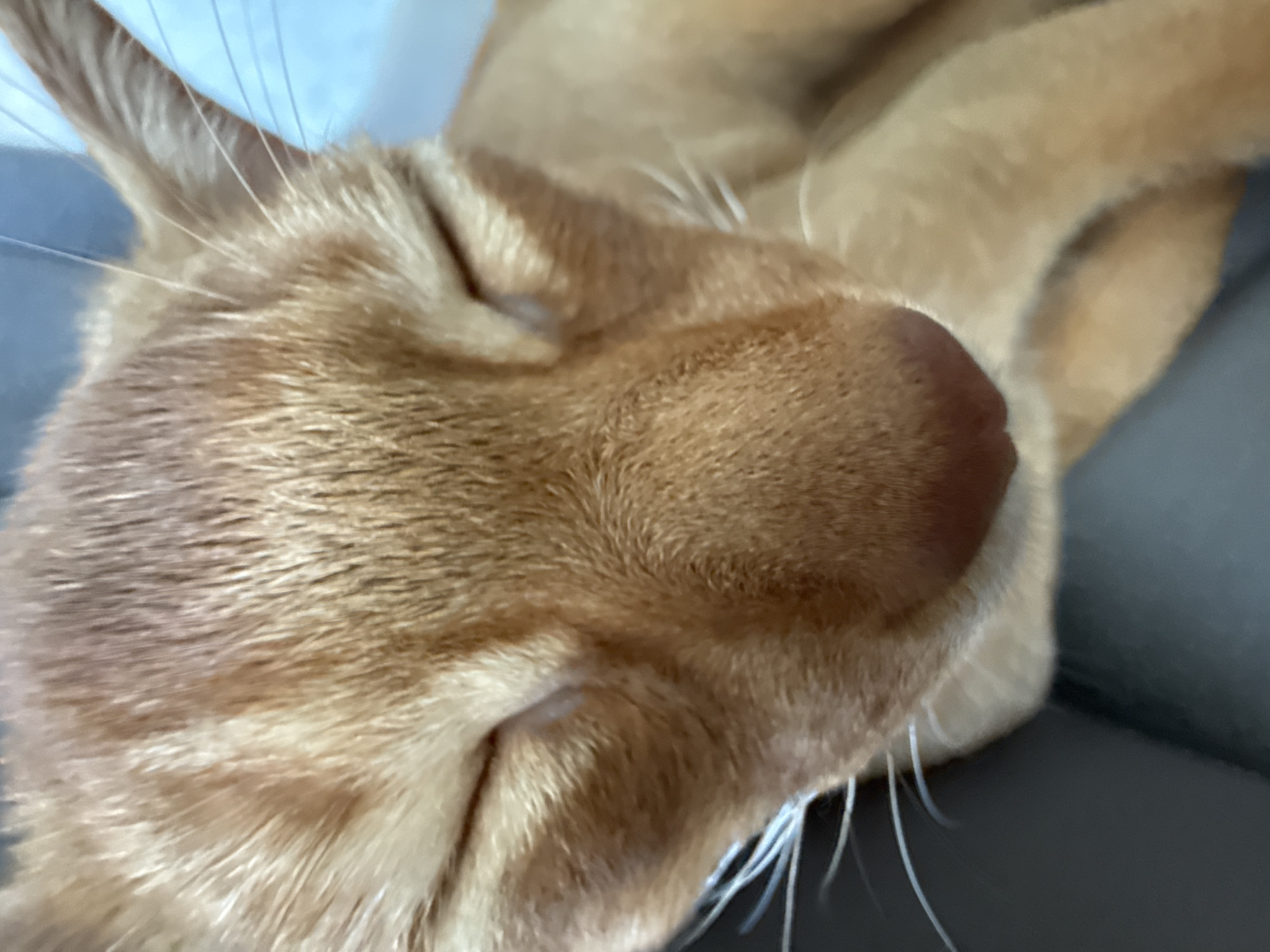 This is a close-up, eye-level shot of an orange tabby cat's face. The cat's eyes are closed, and its fur is a warm orange with darker stripes. The cat's nose is a reddish-brown color, and its whiskers are white and prominent. The background is blurred, with hints of blue and dark gray. There is no discernible location in Stary Oskol, Russia. The image is a still photograph, and no actions or interactions are occurring.