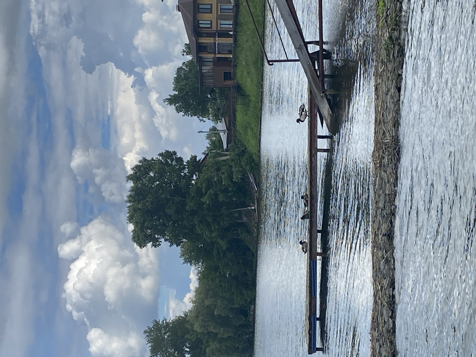 The image depicts a tranquil lakeside scene, likely in Votkinsk, Russia, given the architecture and lush greenery. In the foreground, the calm water of a lake reflects the sky, with gentle ripples disturbing the surface. A wooden dock extends into the water, on which four ducks are resting. Two of the ducks are closer to the viewer, while the other two are positioned further down the dock. To the right of the dock, a ramp made of wood and metal leads down towards the water.
In the background, a dense line of trees forms a verdant backdrop along the shoreline. Behind the trees, a multi-story house with a prominent roof and several windows is visible. The sky above is partly cloudy, with large, white cumulus clouds interspersed with patches of blue. The overall impression is one of peaceful coexistence between nature and human habitation. There are no people visible in the image. The environment suggests a pleasant, possibly warm, day.