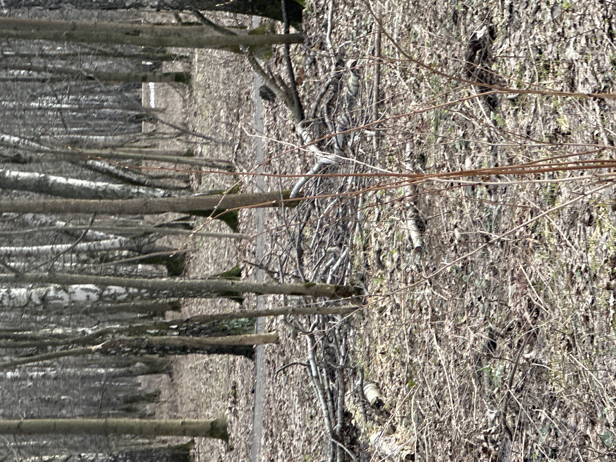 The image depicts a forest scene, possibly located in or near Moscow, Russia, given the prevalence of birch trees which are common in that region. The trees are mostly bare, indicating either late autumn, winter, or early spring. The ground is covered with fallen leaves, twigs, and dead vegetation. No people are visible in the image. The composition suggests a natural, undisturbed environment.