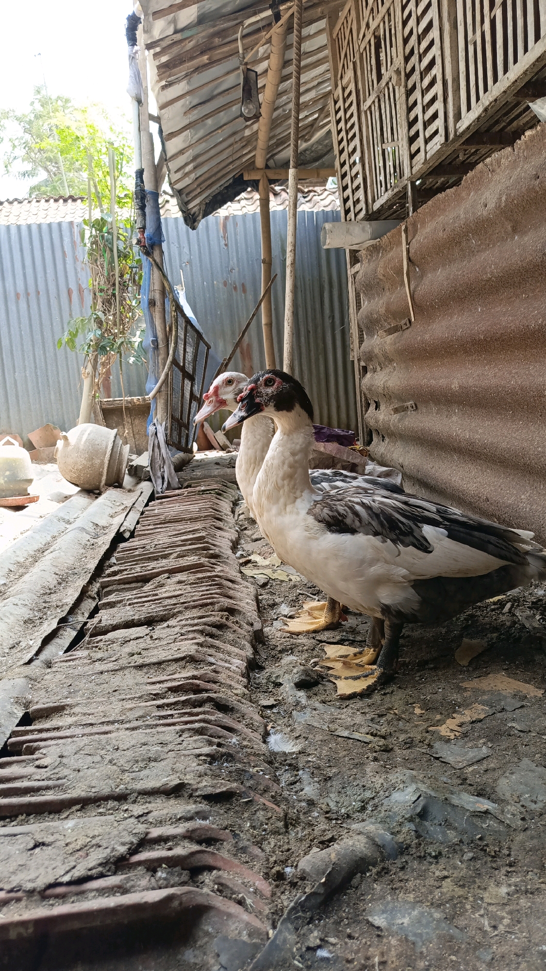 The image depicts two ducks standing on a dirt ground in what appears to be a rural outdoor area. The ducks are of different plumage: one is predominantly white with black markings on its head and neck, while the other, partially obscured, appears mostly white with some pinkish tones on its head and beak. The environment surrounding the ducks is rustic, featuring weathered corrugated metal sheeting used as walls and roofing, supported by bamboo poles. In the background, there is a wooden structure with slatted walls, possibly an enclosure or part of a building. The ground is uneven and covered with dirt and some scattered bricks or tiles. The lighting suggests it is daytime, with sunlight illuminating the scene from the left. The overall impression is that of a simple, possibly agricultural setting, characteristic of areas in or around Kebumen, Indonesia, where such structures and livestock are common.