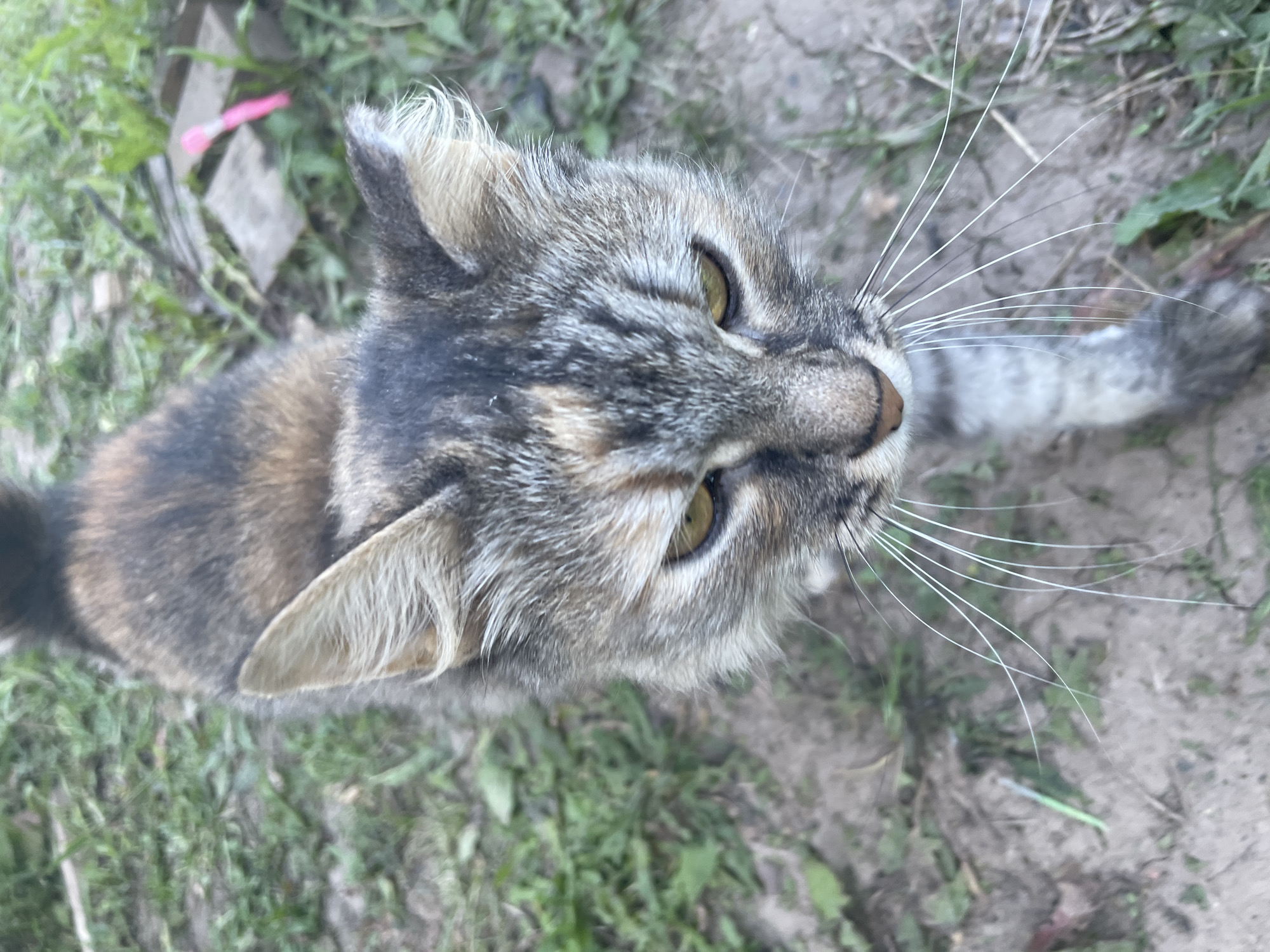 A close-up, high-angle shot captures a calico cat standing on uneven, dry soil with scattered green vegetation and debris. The cat is facing downwards, with its head slightly tilted. Its fur is a mix of gray, black, and orange, with a striped pattern on its face and body. The cat has bright yellow eyes and long white whiskers. The background is blurred, showing more of the grassy and muddy ground. The scene appears to be outdoors, possibly in a backyard or a rural area. There are no people visible in the image. The specific location in Bolshaya Venya, Russia, cannot be determined from the visual information alone.
