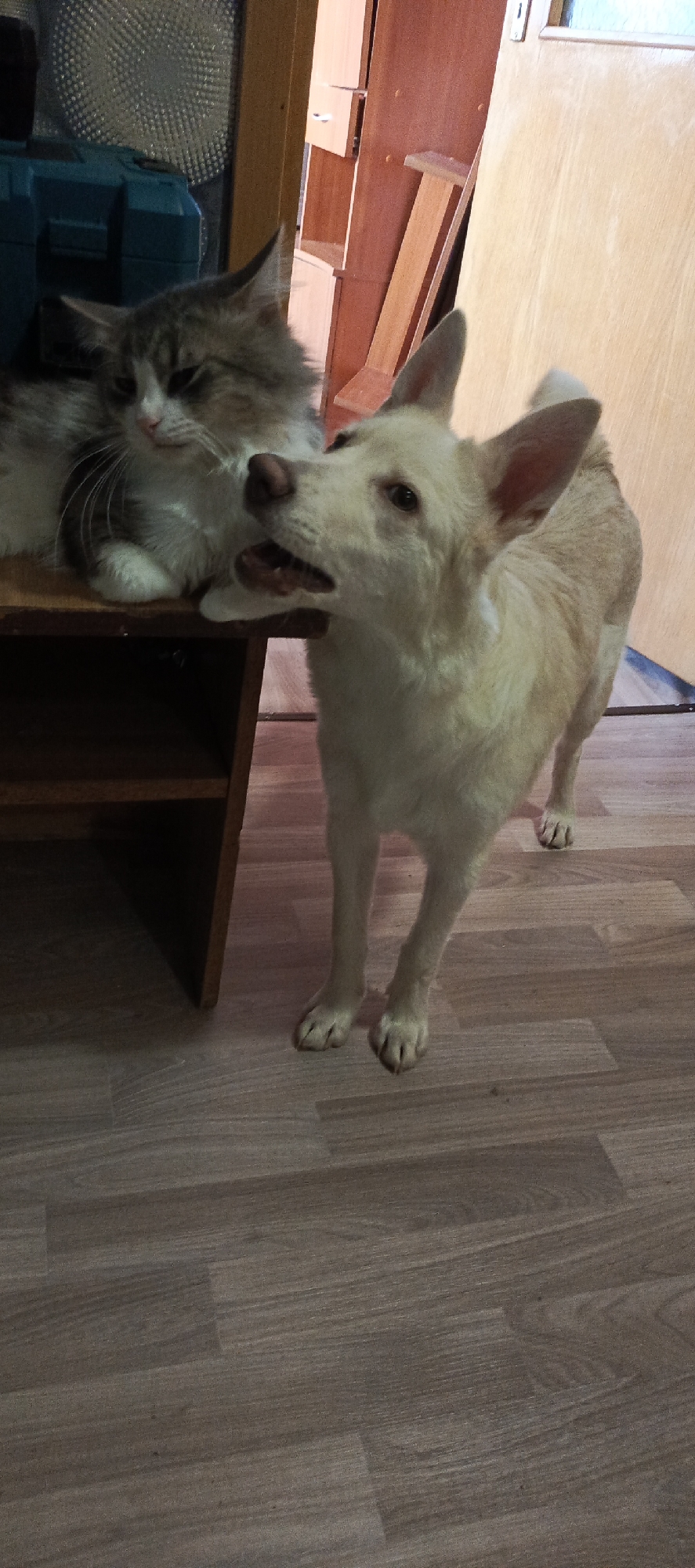 The image depicts a domestic scene featuring a cat and a dog. The cat, primarily white and grey, is resting on the edge of a dark wooden shelf. The dog, a light beige color, stands on a wood-patterned floor, looking towards the cat with its mouth slightly open. The background includes a teal-colored object and a wooden door. The location appears to be indoors, possibly a home, in the city of Unknown, Unknown.