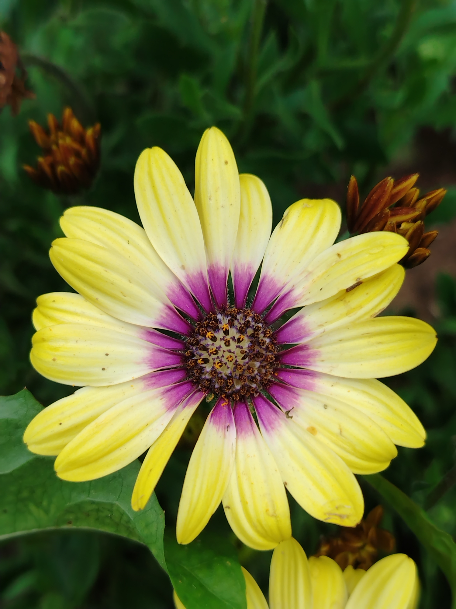 A close-up, eye-level shot captures a single, vibrant yellow daisy with purple accents at its center. The flower's petals are elongated and slightly curved, with visible veins. The center of the flower is a deep purple that transitions to a lighter shade towards the tips of the petals. Several unopened flower buds, a rusty brown in color, are visible in the background, along with lush green foliage. The lighting suggests it is daytime, casting subtle shadows and highlighting the textures of the petals. The image provides a detailed look at the flower's delicate structure and coloration. The scene is set in an outdoor garden environment, with no artificial structures or indications of an urban setting within the frame. The presence of a specific city in Russia, such as Гожан, is not discernible from the visual information provided in the image.