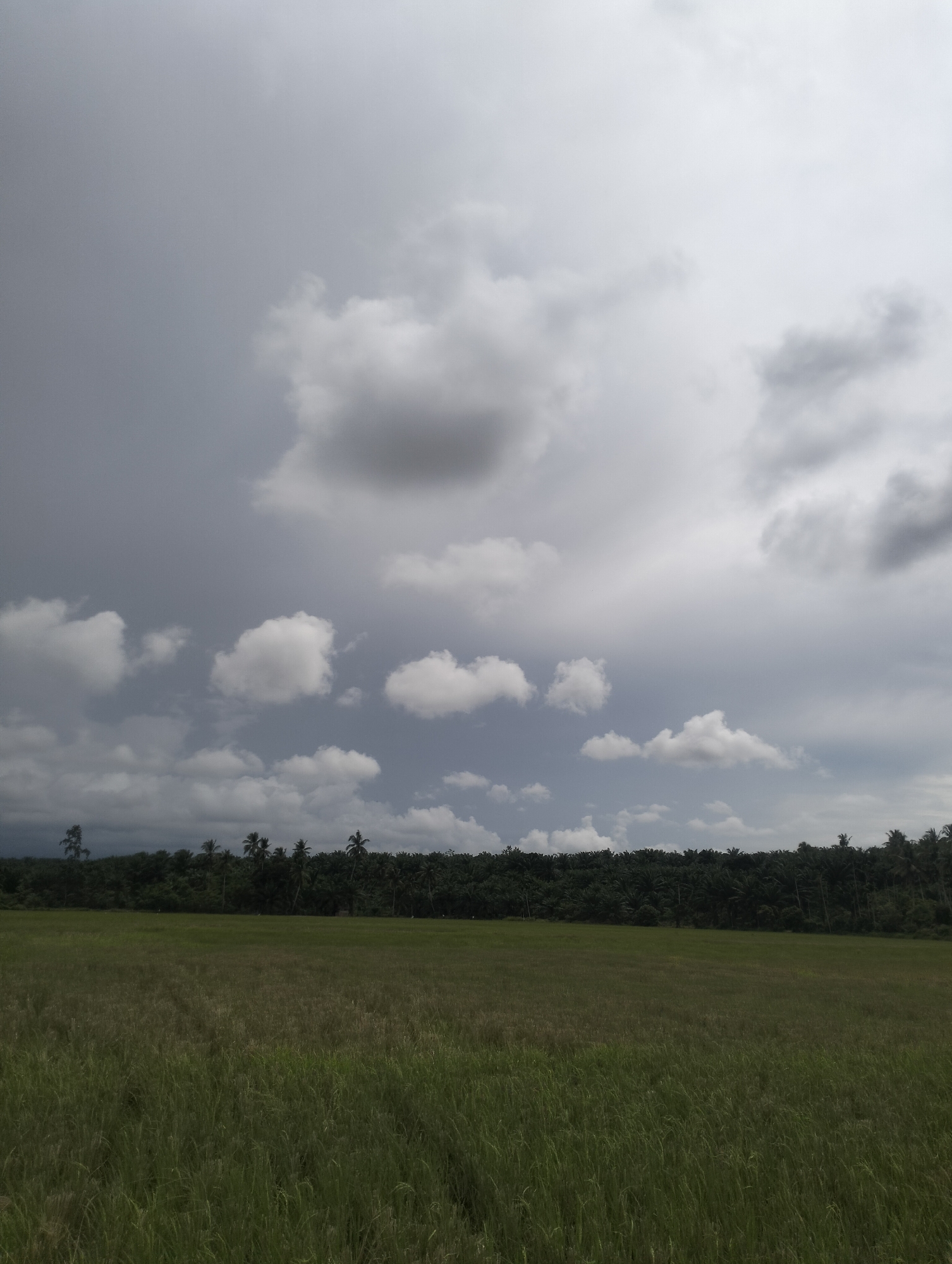 The image depicts a wide agricultural field in Cotseutui, Indonesia. The field is filled with lush green vegetation, likely rice paddies, stretching towards a dense line of trees that forms the horizon. The trees are predominantly palm trees, indicating a tropical environment. Above the treeline, the sky is filled with dramatic, heavy clouds, suggesting an overcast or impending storm. The lighting is subdued, casting a diffused light over the landscape. There are no people or man-made structures visible in the immediate scene.