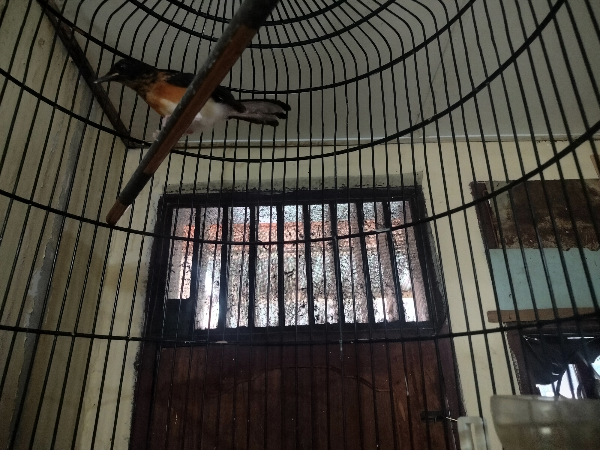 A bird is perched on a wooden dowel inside a black metal birdcage. The bird has black and white plumage with orange markings on its chest and back. Its beak is pointed downwards. Behind the cage, a window with vertical bars and a screen is visible, offering a glimpse of the outdoors. Below the window, a dark wooden door is partially visible. The scene appears to be indoors, possibly in a residential setting in Kumbangindah, Indonesia, given the style of the window and door. The lighting suggests it might be daytime, with light filtering through the window.
