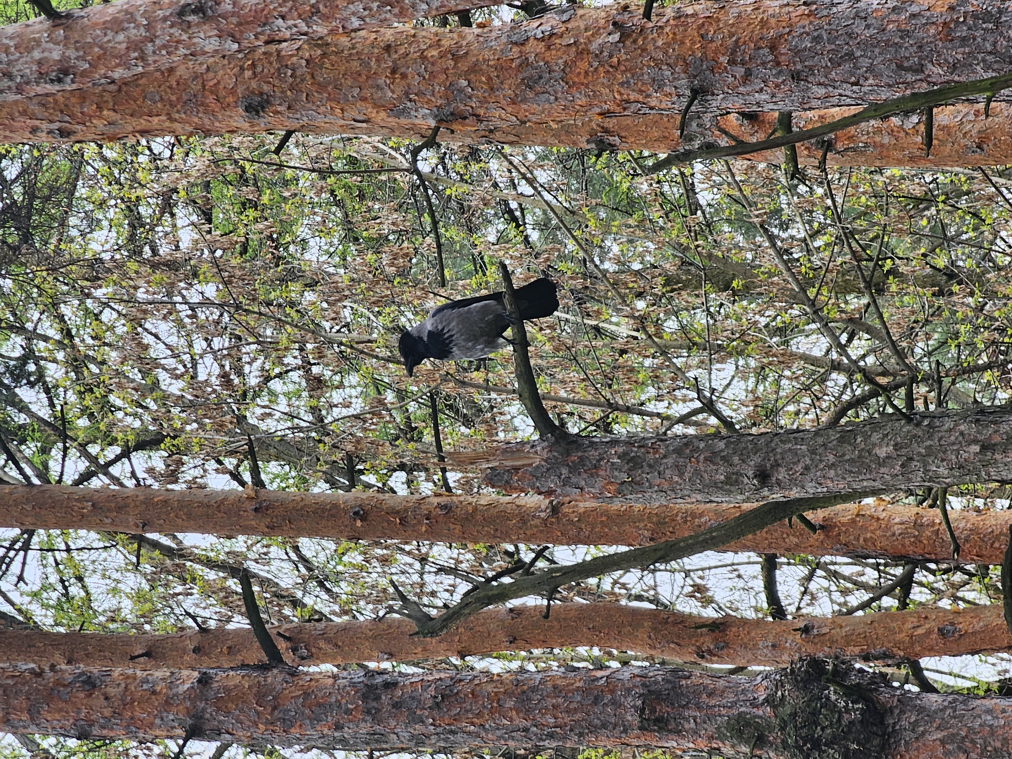 An upward-facing outdoor photograph captures a hooded crow perched on a thin, dark branch amidst a dense canopy of trees. The crow, identifiable by its grey body and black head, wings, and tail, is positioned slightly below the center of the frame, looking downwards. The scene is set in a wooded area, likely a forest in Khimki, Russia.
The image is visually framed by multiple thick, reddish-brown pine tree trunks that extend horizontally across the top, middle, and bottom of the composition, creating a layered effect. These trunks display rough, textured bark. In the background, out-of-focus deciduous trees are visible, characterized by sparse, light green and light brown foliage, indicating early spring growth. The sky, seen through the branches, is a muted, light blue or grey, suggesting an overcast or diffused light condition during the daytime.
No specific activity beyond the crow perching is observed. There are no visible people or text in the image. The overall impression is one of a quiet, natural environment, capturing a moment in the life of a wild bird in its habitat during what appears to be early spring.