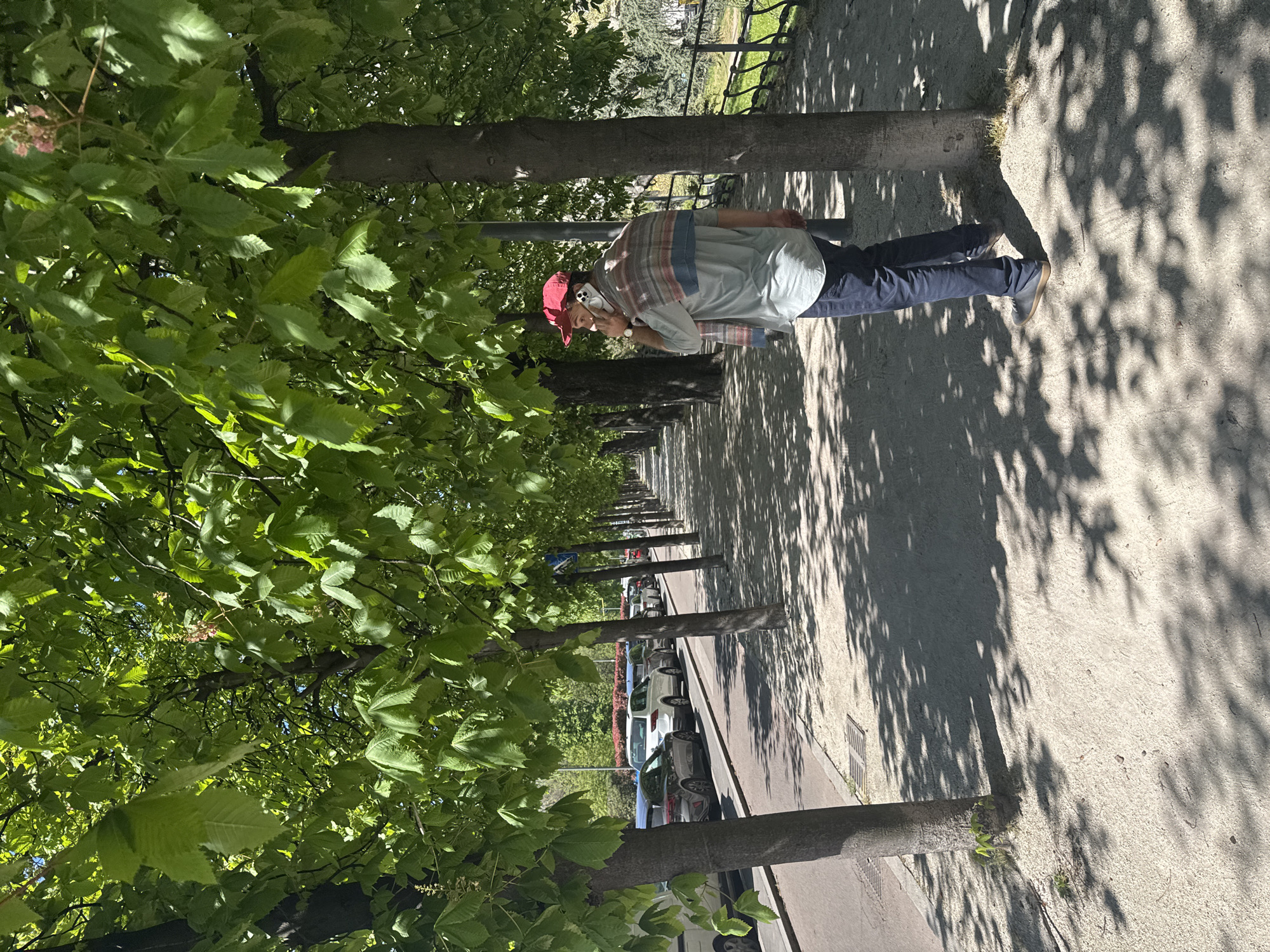 The image shows a man walking on a sidewalk in Milan, Italy. The sidewalk is lined with trees, creating a shaded path. The man is wearing a red hat, a light blue shirt, and dark jeans. He is holding a cell phone to his ear and appears to be talking. Cars are parked on the street, which runs parallel to the sidewalk. The shadows of the trees are visible on the sidewalk and street.