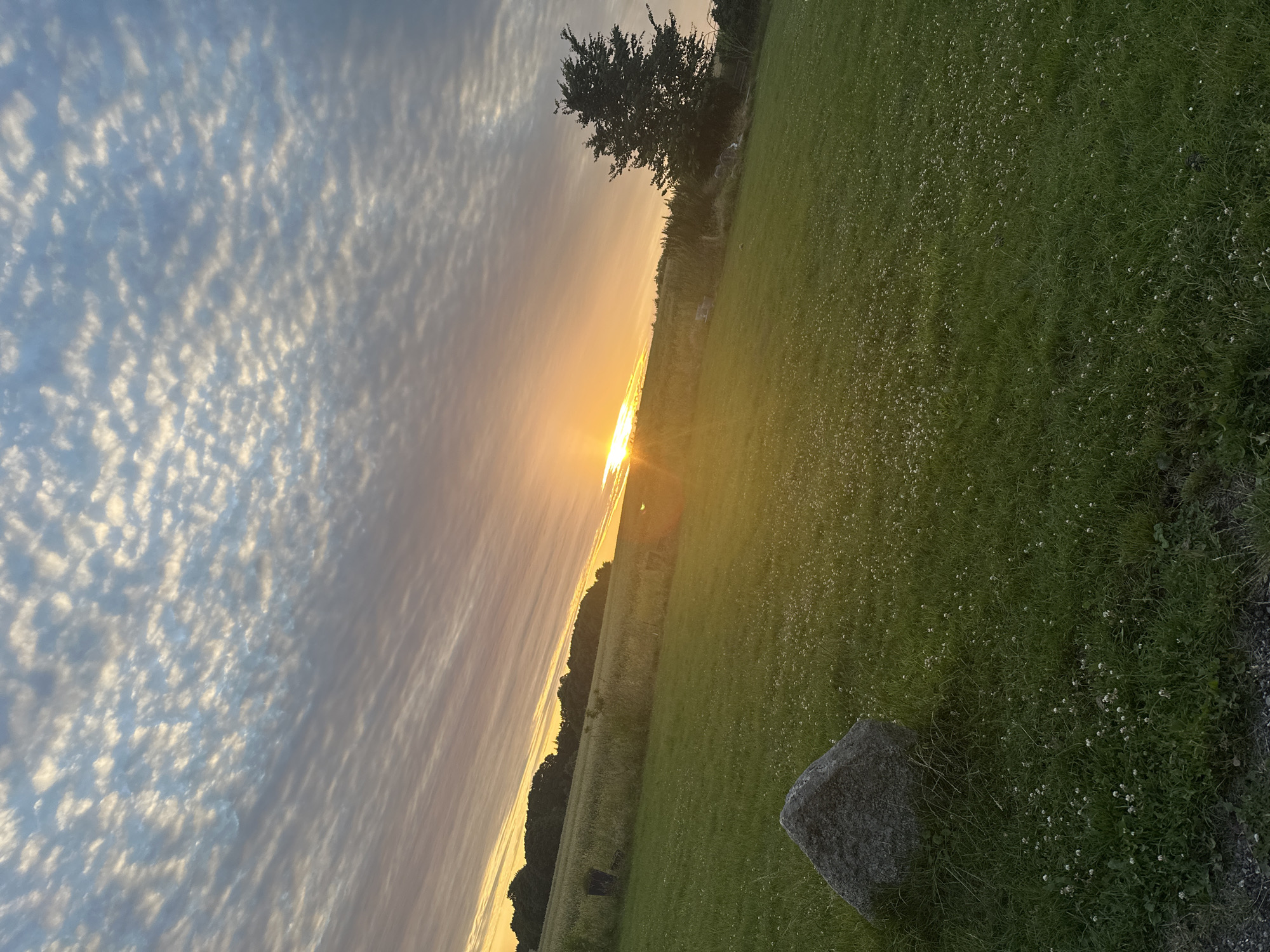 The image depicts a rural landscape in Fredensborg, Denmark during sunset. The sky is filled with altocumulus clouds, characterized by their rippling, wave-like patterns, illuminated by the warm glow of the setting sun. The sun itself is a bright orb positioned low in the sky, casting a golden light across the scene. In the foreground, a lush green meadow is dotted with small white wildflowers. A large, grey boulder rests on the left side of the field. In the midground, a field of crops stretches towards a treeline that borders the horizon. A solitary, dark green tree stands prominently on the right side of the image. The overall impression is one of tranquility and natural beauty.