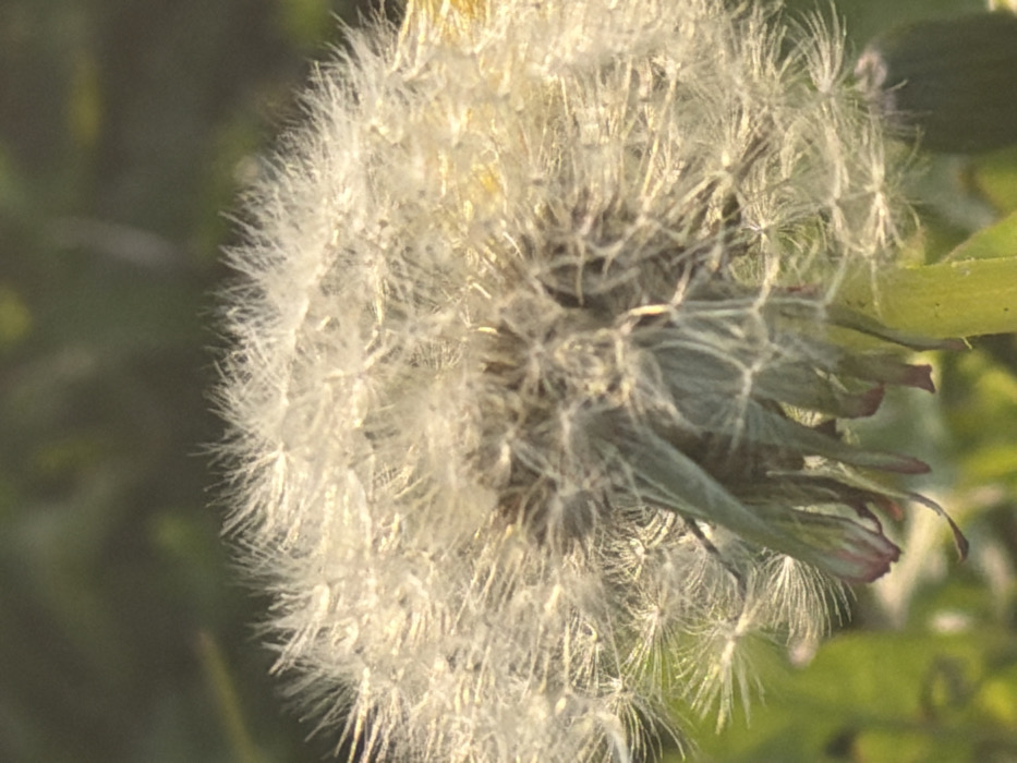 A macro-level photograph, taken in Toul, France, features a mature dandelion (Taraxacum officinale) seed head. The central subject is a spherical, white to off-white pappus composed of numerous individual achenes, each with a delicate, feathery parachute-like structure. Warm, golden sunlight illuminates the seed head, highlighting the fine bristles and creating a soft glow, particularly on the upper and right portions. The supporting stem, a yellowish-green, is visible beneath the seed head, along with green remnants of sepals or bracts. The background consists of a soft, out-of-focus blur of varying shades of green, indicative of natural foliage or grass. There are no people, actions, or interactions depicted in the scene.
