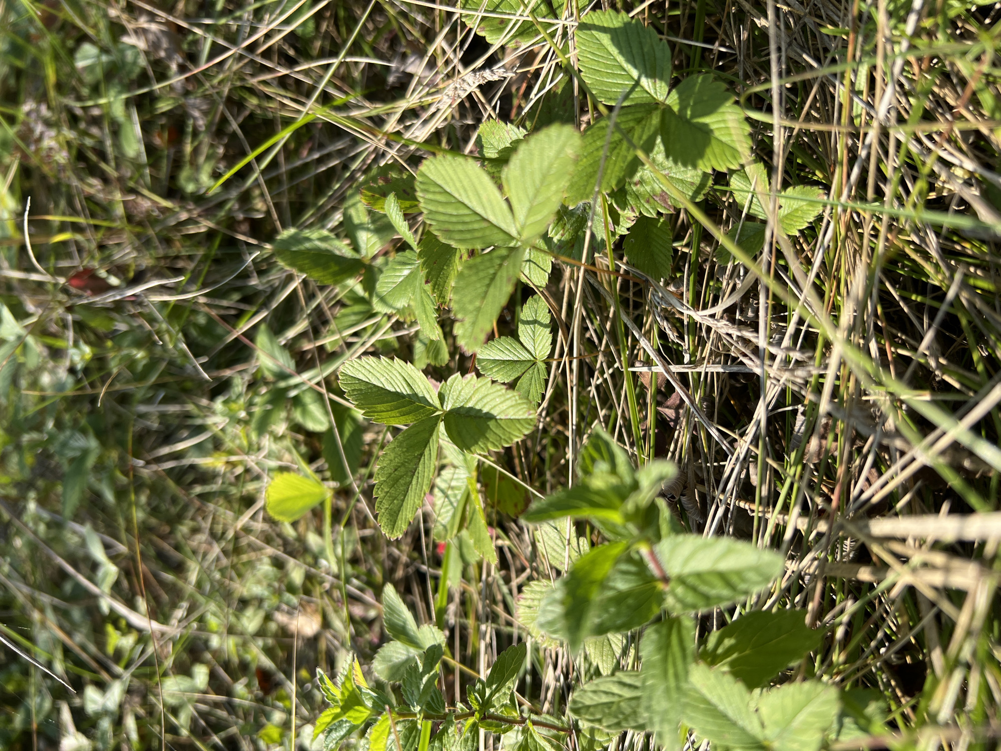 A close-up, vertical, outdoor, eye-level shot captures a patch of vibrant green strawberry leaves amidst dry, brown grass and straw. The leaves are toothed and veined, with some casting soft shadows. In the background, out of focus, more green foliage and hints of red are visible. The lighting suggests a sunny day, with sunlight dappling through the vegetation. There are no people, animals, or man-made structures in the frame. The scene is set in a natural, grassy area within the city of Salavat, Russia.
