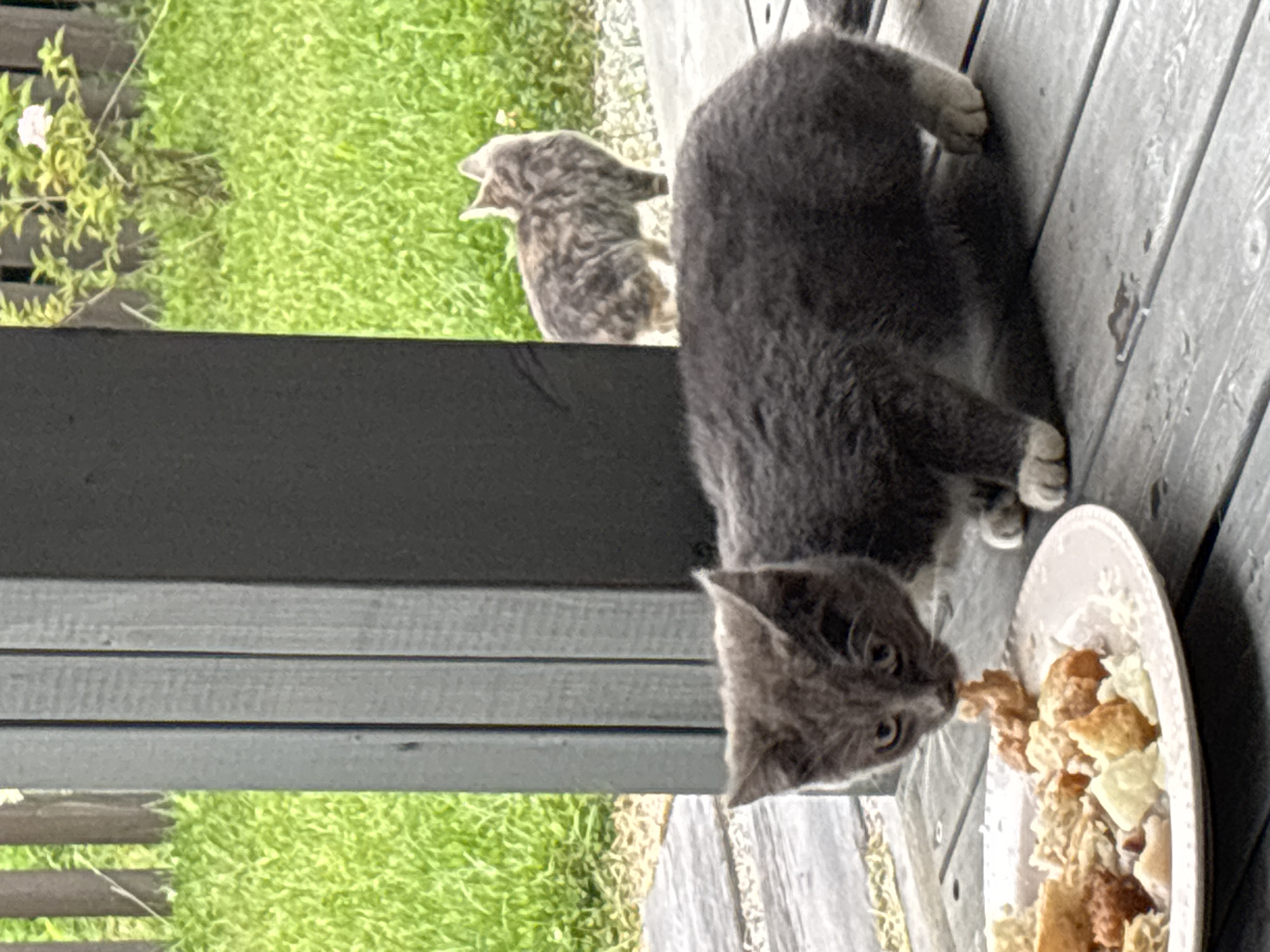 Two domestic cats are visible outdoors. In the foreground, a gray kitten is eating from a white plate of food on a wooden deck. The kitten is angled towards the plate, with its head down as it consumes the food. Behind the kitten, a grey and brown tabby cat stands facing away from the camera. The background consists of green grass and a wooden fence. The image appears to have been taken in Zvenigorod, Russia, based on the provided context.