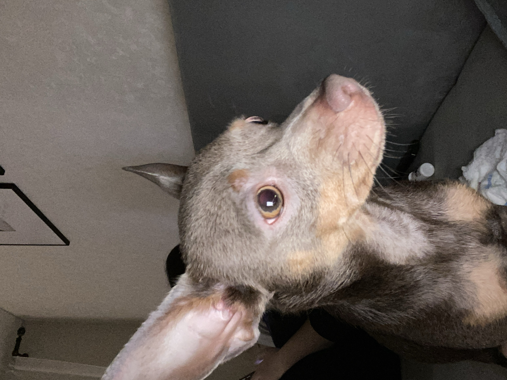 This image captures a close-up, dimly lit indoor scene, likely within a domestic residence in Chaikovsky, Russia. The specific address or precise location within the city cannot be determined from the visual information provided.
The primary subject is a small dog, possibly a Miniature Pinscher or similar breed, characterized by short, mixed reddish-brown, tan, and greyish-brown fur. Its head and upper torso are visible, positioned off-center to the left. The dog has large, erect ears, prominent dark eyes with a noticeable reflection, and a pinkish nose. It is looking intently towards its right.
To the left and slightly behind the dog's head, a portion of a human arm or leg, dressed in dark fabric, is partially visible. The dog is situated on a grey, upholstered couch or sofa, which occupies the lower right and center of the frame. On the couch, below and to the right of the dog's snout, a small white bottle with a white cap and a crumpled piece of white fabric or tissue are present. In the upper left background, a dark curtain rod is affixed to a light-colored wall. In the upper right background, a segment of a framed picture with a dark border hangs on the same light-colored wall. The scene is illuminated by an unseen light source, casting reflections in the dog's eyes.
