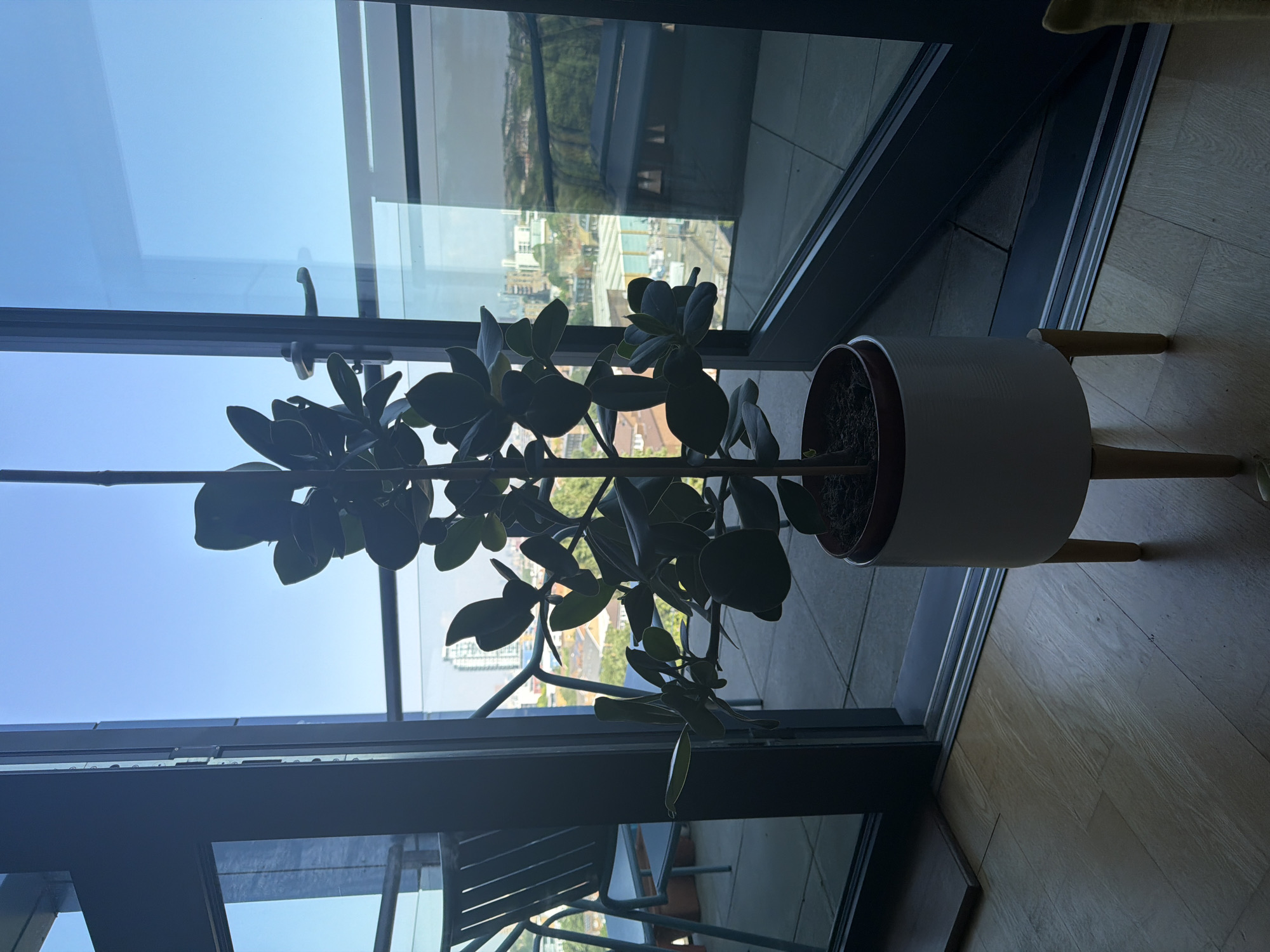 A potted plant stands on a wooden floor, likely indoors given the wooden flooring and presence of a window with a view. The plant is potted in a cylindrical pot with three wooden legs. Behind the plant is a large window showing a cityscape. The cityscape appears to be in the city of London, United Kingdom, specifically looking out towards buildings and greenery. The sky is clear and blue. No people are visible in the image. The environment is indoors near a large window with a view of a cityscape.