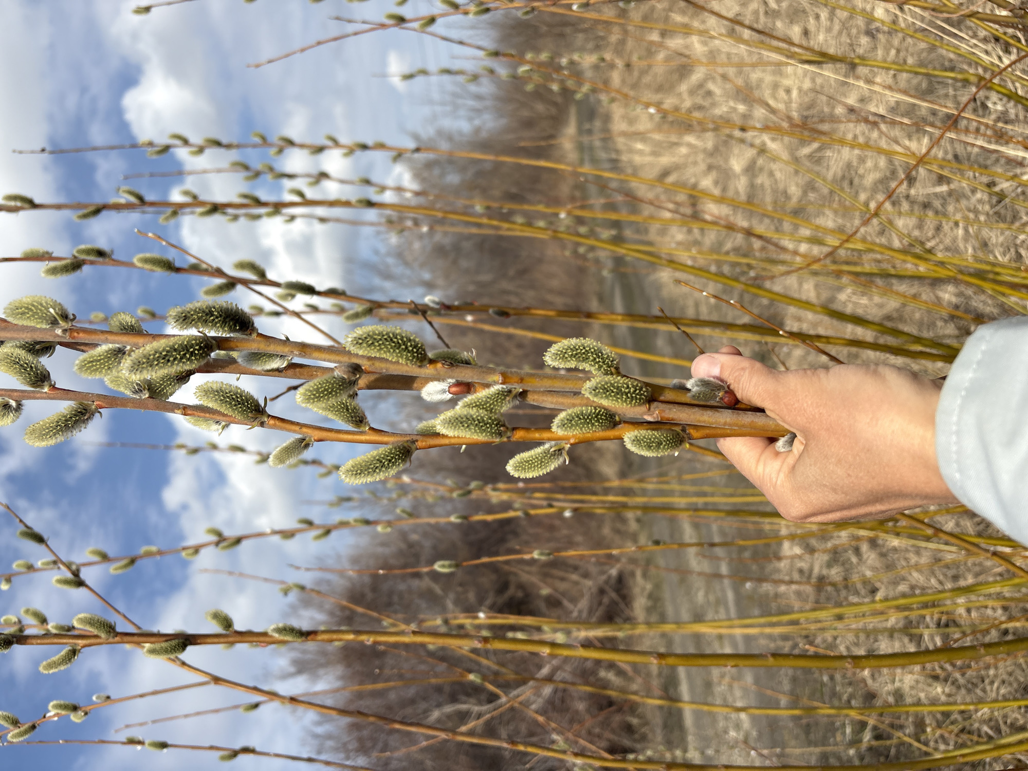 A human hand holds several branches of pussy willow in an outdoor setting. The branches, adorned with soft, fuzzy catkins, are the primary focus. The background reveals a natural landscape with dry grass and blurred trees. The sky is visible, featuring scattered clouds and blue patches. The location is speculated to be in the city of Ulyanovsk, Russia.