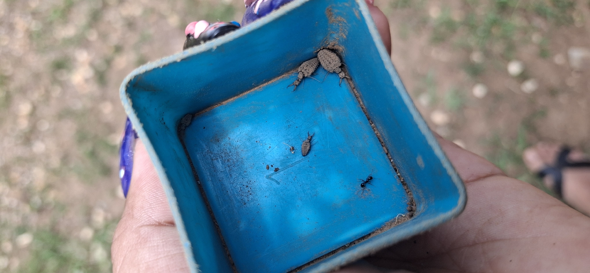 A person is holding a small, blue, square plastic container in their hand. Inside the container are several insects, including a black ant and several antlion larvae, which appear as small, grayish-brown creatures with distinct legs and bodies. The container itself is dusty, with a rim of dirt along its inner edges. The background is blurred, but appears to show a sandy or earthen environment with some vegetation. The image provides no details to confirm that the location is in the city of Vallecito, Venezuela.