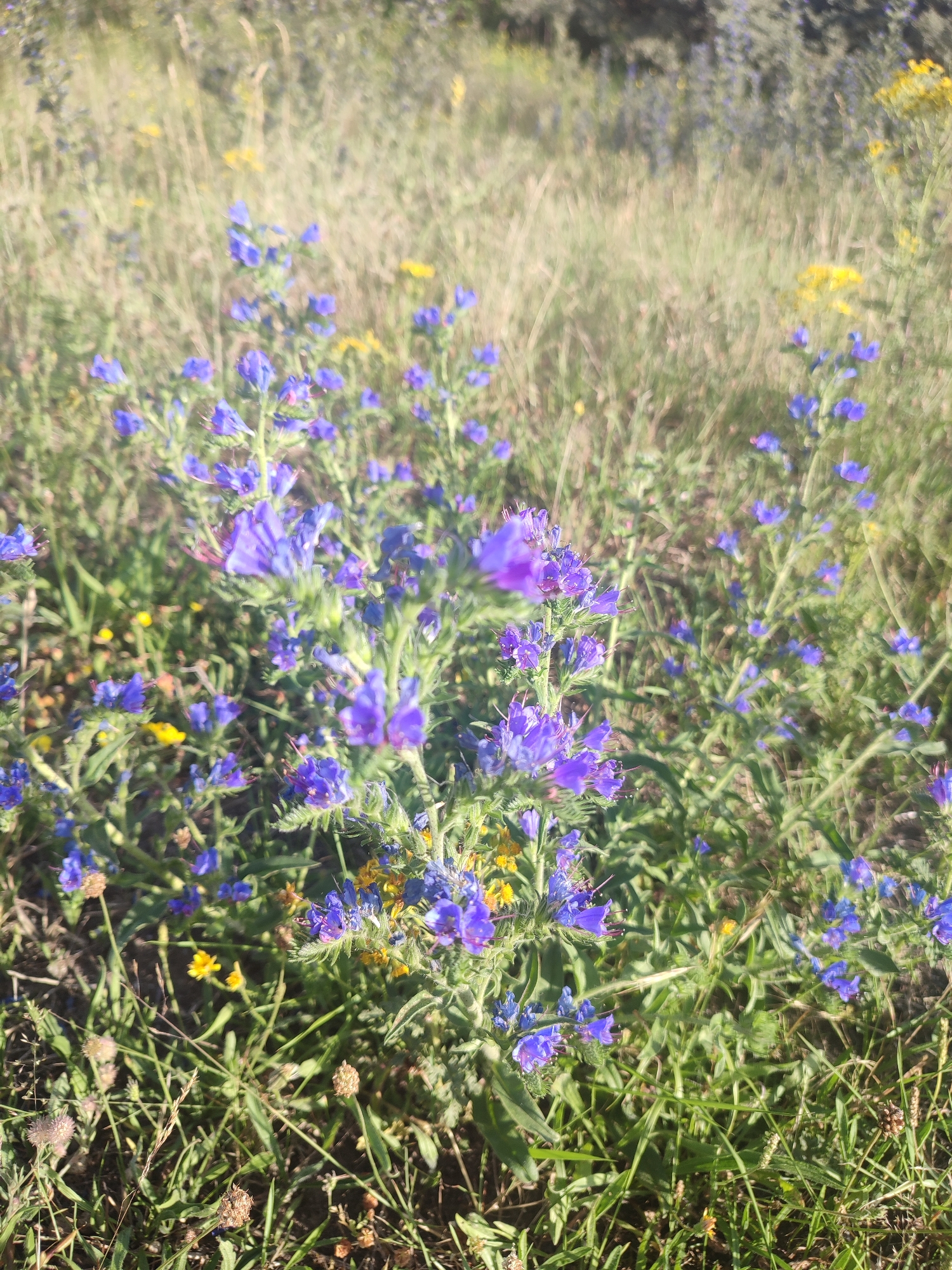 The image is a close-up, slightly out-of-focus shot of a meadow filled with vibrant purple wildflowers, likely Viper's Bugloss (Echium vulgare), interspersed with smaller yellow flowers and green grass. The scene appears to be outdoors in a natural setting, possibly a park or coastal area, given the presence of dry grasses and wildflowers commonly found in such environments in the Netherlands. The lighting suggests it is daytime with sunlight filtering through. No people or structures are visible in the frame, focusing solely on the flora. The location in Oostvoorne, Netherlands, aligns with the visual cues of coastal flora and uncultivated landscapes.