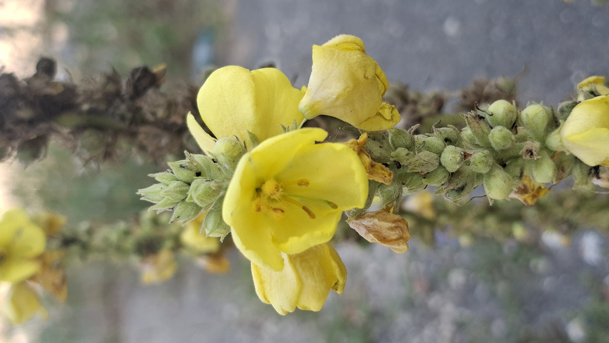 A close-up, vertically oriented photograph shows a stalk of Verbascum, commonly known as Mullein, in bloom. The plant features bright yellow, five-petaled flowers with visible stamens and pistils. The stalk is covered in small, green, developing seed pods, some of which are fuzzy. Faded brown remnants of older flowers or leaves are also present. The background is blurred, suggesting an outdoor setting. The ground appears to be a mix of gravel and dirt. The overall impression is of a wild plant growing in an uncultivated area, possibly along a roadside or in a neglected urban space. The location is identified as Hîncești, Moldova. There are no people or discernible human activity depicted in the image.
