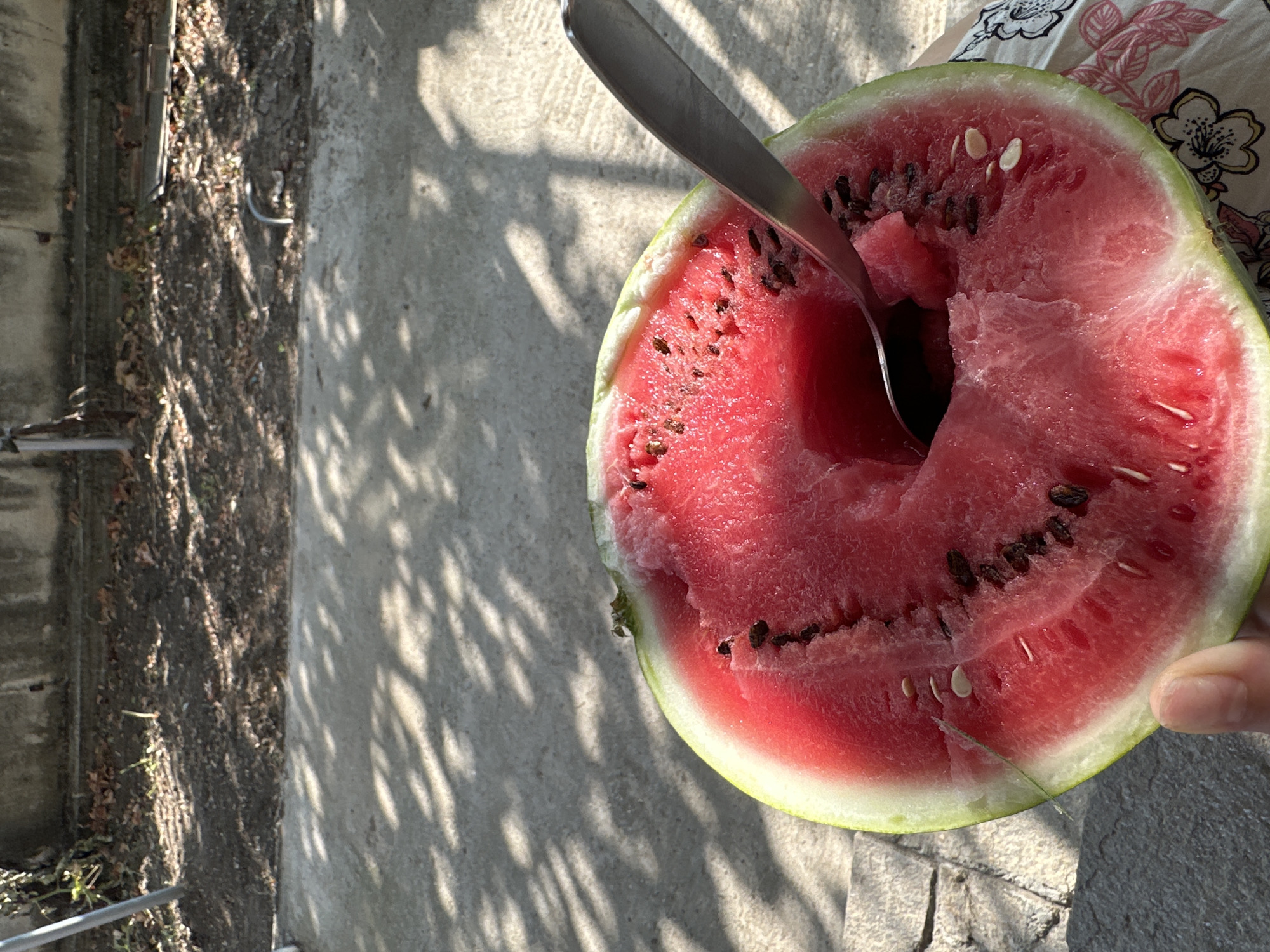 An overhead shot shows a halved watermelon with a spoon digging into its pink flesh, placed on a concrete surface outdoors. Sunlight casts dappled shadows from nearby foliage onto the concrete. In the background, dry leaves and dirt are visible next to a concrete wall. The watermelon displays visible seeds and a rough texture from being eaten. A person's thumb and index finger are visible on the left side, holding the fruit. The scene appears to be in a residential area, possibly a backyard, in Malevo, Bulgaria.