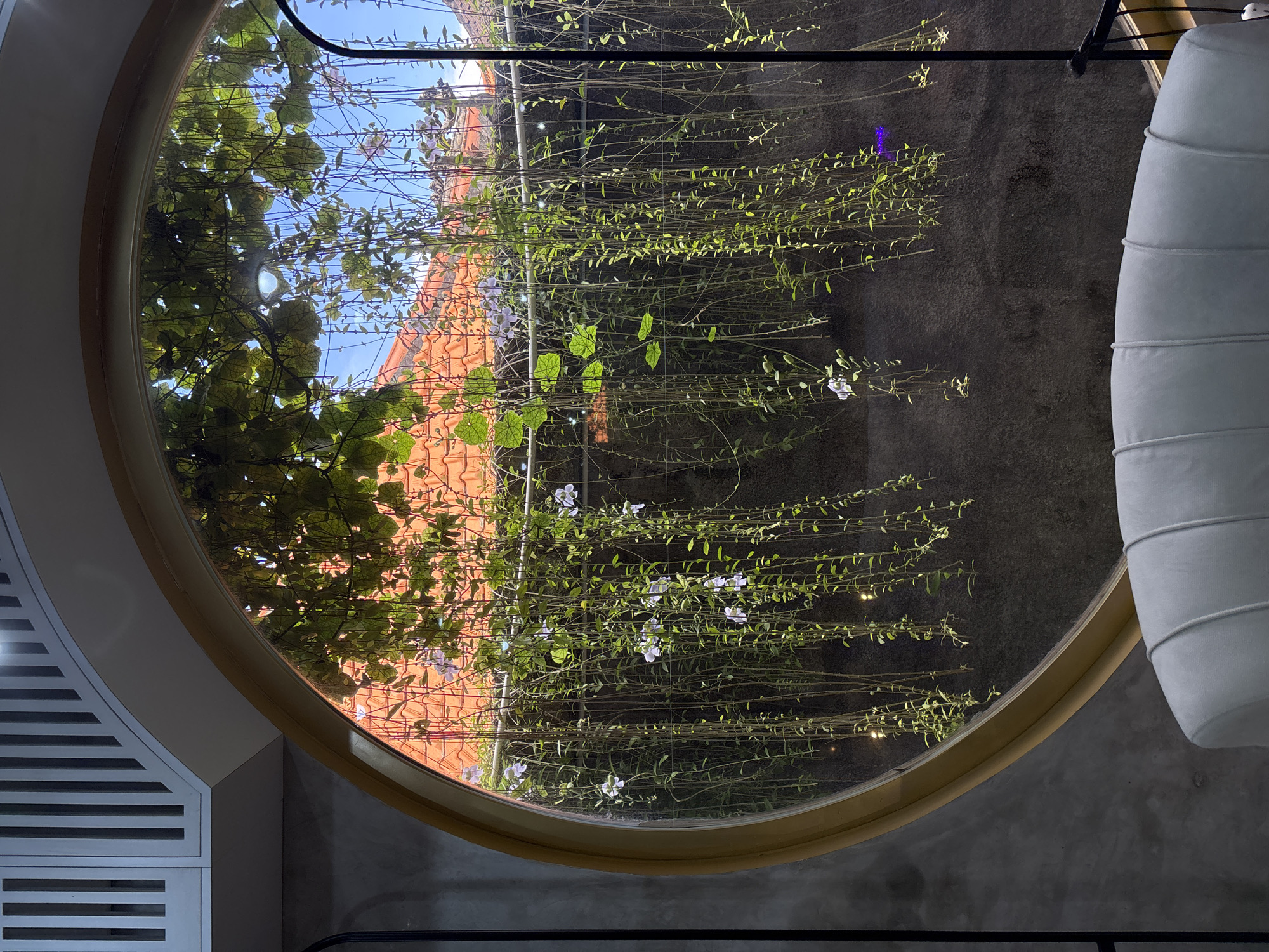 The media file displays an interior view looking out through a large, distinctive circular window. The window frames a lush outdoor scene dominated by various green foliage and climbing plants.
Through the upper part of the window, dense, darker green leaves are visible against a bright blue sky. Below this, numerous thin plant tendrils, adorned with smaller, lighter green leaves and scattered white and light purple flowers, hang vertically downwards. In the background, beyond the immediate plants, a reddish-brown tiled roof or wall structure is partially visible, primarily on the right side of the frame. Sunlight illuminates the foliage, suggesting a clear and sunny day.
The interior surrounding the window features a dark grey, textured concrete wall. On the far right, a large, light grey, cylindrical object with horizontal layers, possibly a hanging lamp shade or an architectural detail, is partially visible. To the far left, a white louvered cabinet or paneling is seen. A black metal bar or frame is also visible in the lower interior space.
No specific activity or event is taking place; the image captures a static architectural and natural composition. The location is North Kuta, Indonesia, hinted at by the style of the building and the tropical foliage. There is no visible text. The scene conveys a tranquil atmosphere, blending modern interior design with natural elements.