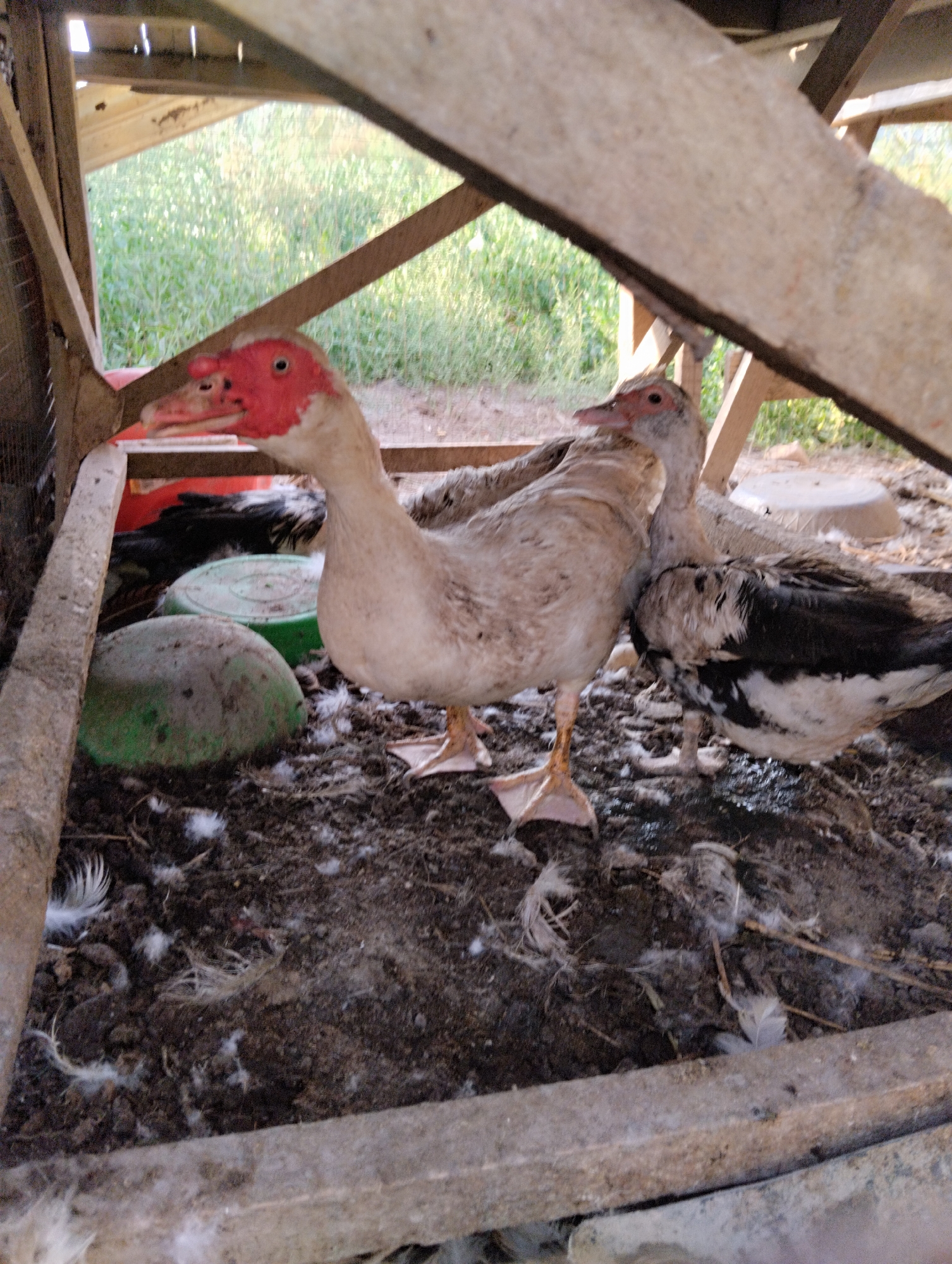 Two ducks are in a wooden enclosure with a dirt floor littered with feathers. One duck in the foreground is predominantly white with a red face and is facing left. The second duck behind it is black and white and is facing right. The enclosure has rough wooden beams and panels. The background outside the enclosure appears to be green vegetation. The scene is located in Qanlikul, Uzbekistan.