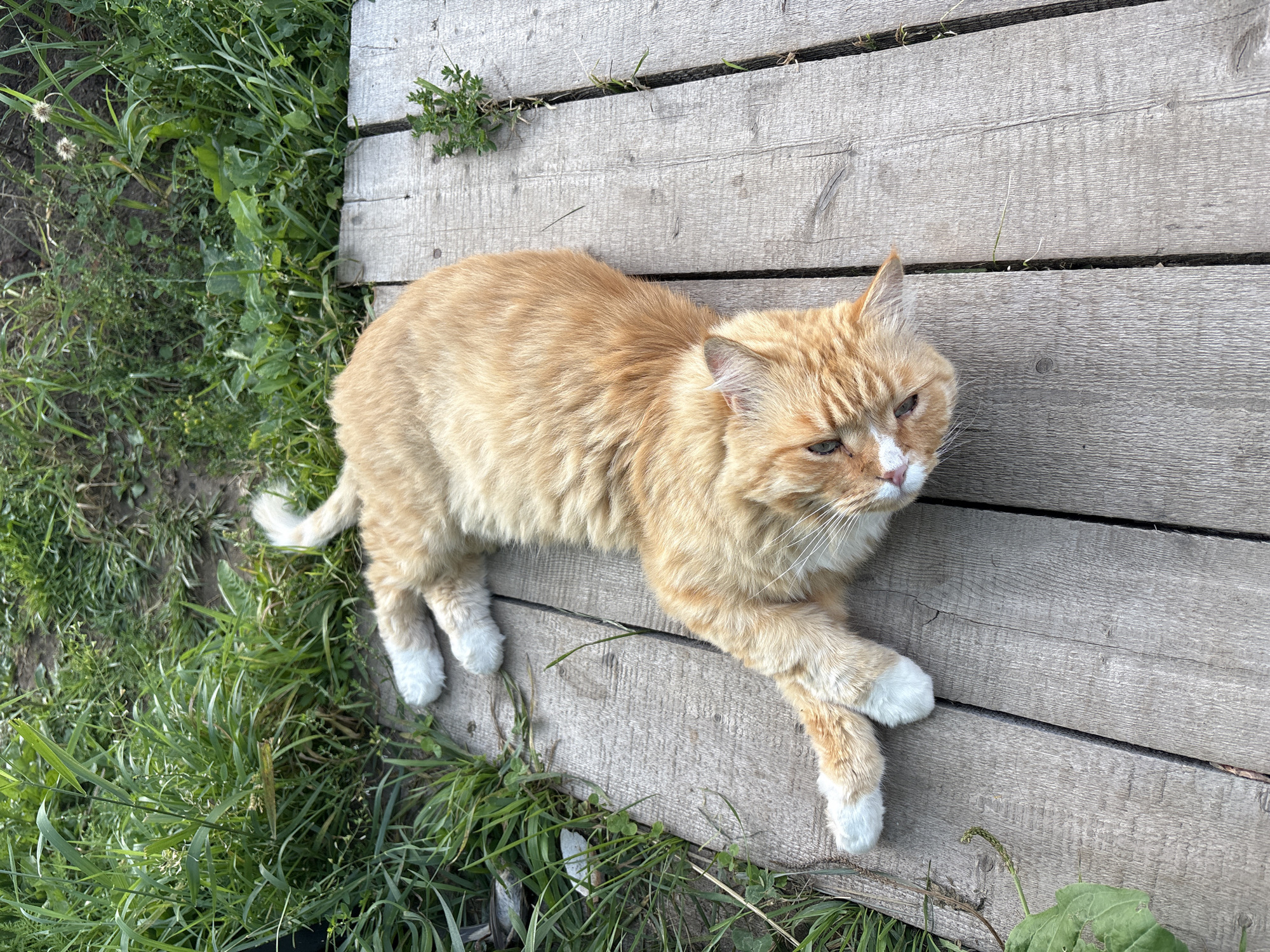 An orange tabby cat with white paws lies on a wooden platform outdoors, next to a patch of green grass. The cat is positioned with its body stretched out, head turned towards the camera, and eyes partially closed. The wooden platform appears weathered and is made of planks laid parallel to each other. The surrounding environment suggests a rural or natural setting with vegetation and soil visible. The image was taken in Bolsh Luh, Russia.