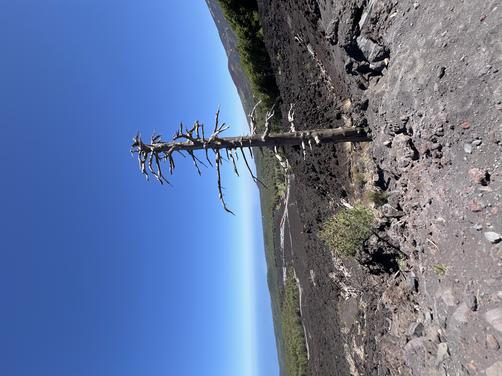 A tall, dead tree with gnarled branches stands in the foreground, on a barren, rocky slope of black volcanic soil. In the mid-ground, a winding road cuts through the landscape, leading to a parking area with several cars and some red-roofed structures. Beyond the road, a dense green forest covers the lower slopes of a mountain. In the far distance, the blue ocean meets the horizon under a clear, bright blue sky. The scene appears to be on Mount Etna, near Linguaglossa, Italy, a region known for its volcanic activity and diverse landscapes. There are no people visible in the image.