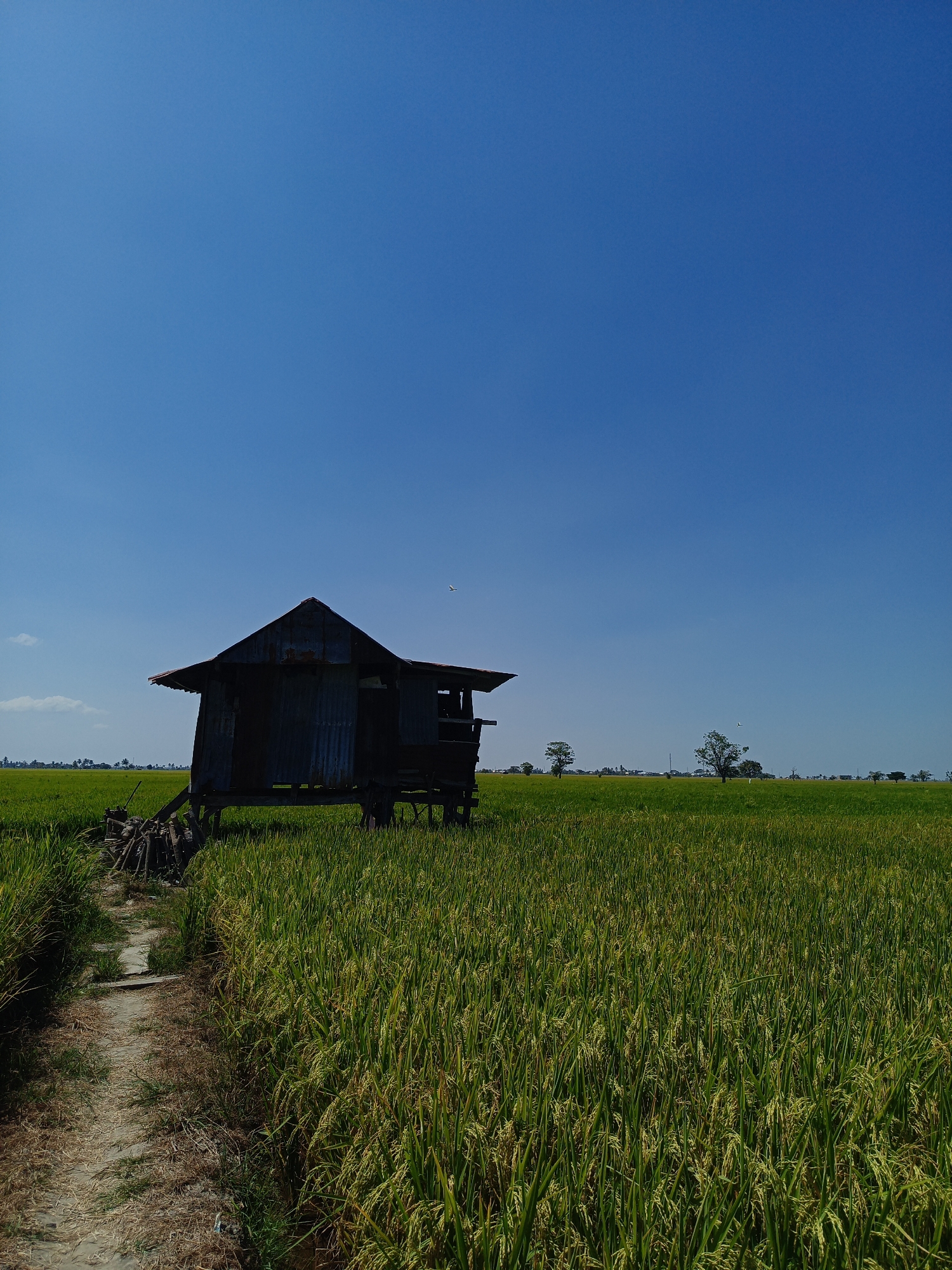 In the city of Pangkajene, Indonesia, a weathered, rustic hut stands in the middle of a vast rice paddy under a clear blue sky. The hut, constructed from corrugated metal and wood, is elevated on stilts, suggesting it might be a simple shelter or storage for the farm. A narrow, unpaved path leads away from the hut, disappearing into the dense green stalks of the rice field. Scattered across the horizon are a few distant trees, adding a sense of scale to the expansive landscape. The overall scene depicts a tranquil rural setting, typical of agricultural areas in Indonesia.