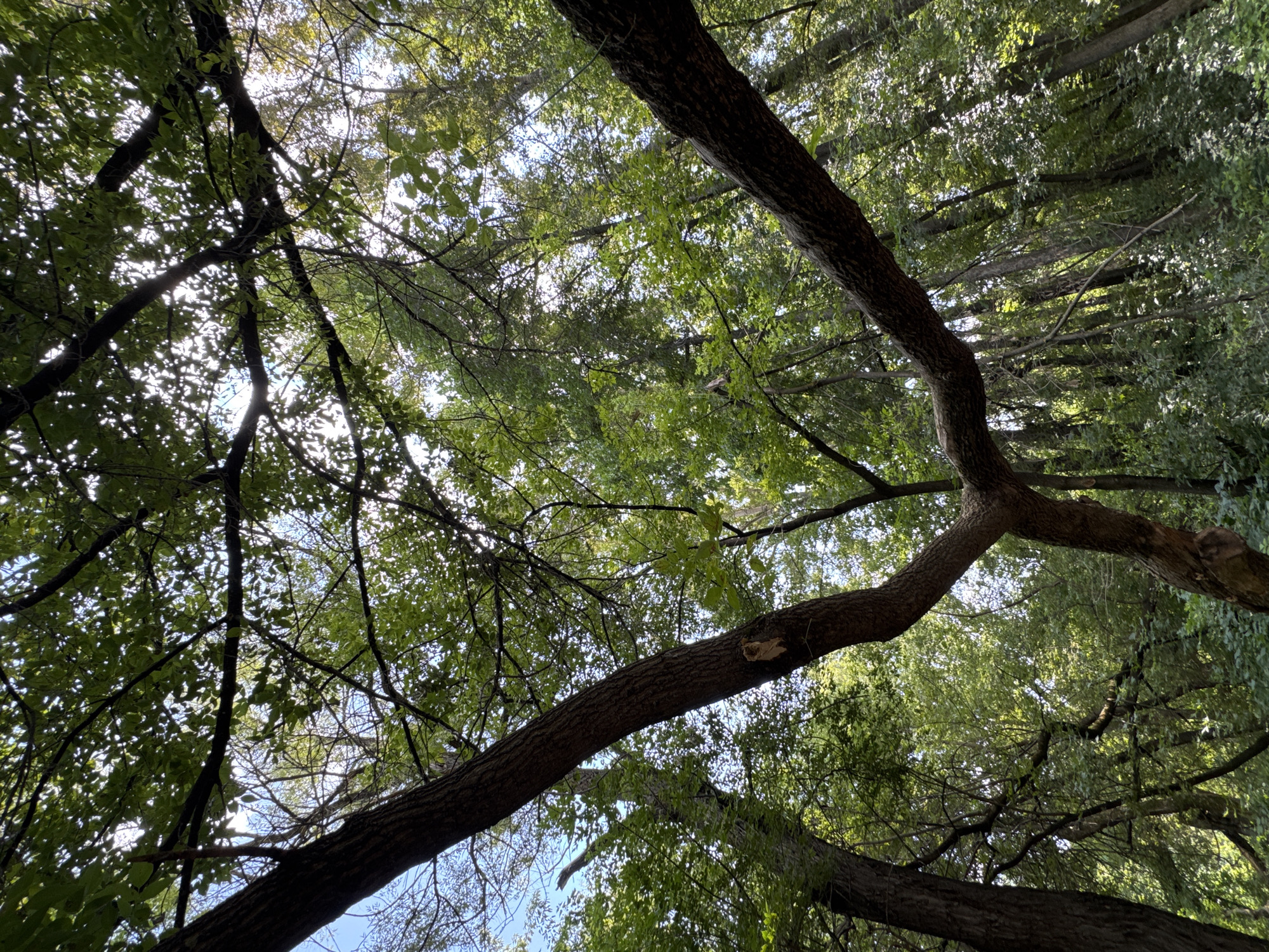 The image depicts a low-angle view looking up into a dense forest canopy in Ufa, Russia. The primary subjects are the trees, with thick, dark brown trunks and branches reaching towards the sky. Sunlight filters through the lush green leaves, creating dappled patterns and illuminating the scene. The forest floor is obscured by undergrowth and shadows, suggesting a natural, uncultivated environment. There are no people or animals visible in the frame. The overall impression is one of a tranquil, verdant woodland.