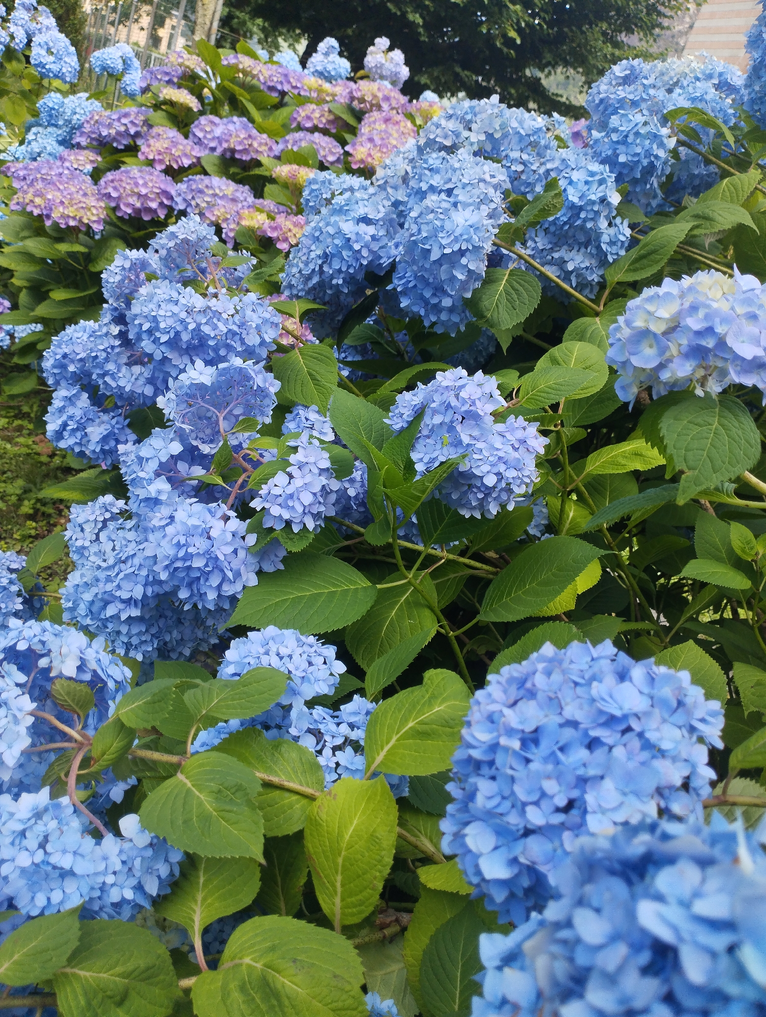 A low-angle, full shot captures a dense grouping of hydrangeas in varying shades of blue and purple. The flowers are in full bloom, with large, round clusters of individual florets. The foliage is lush and green, providing a backdrop for the vibrant blooms. The scene is set outdoors, likely in a garden or park, with the soft, diffused natural light suggesting it may be a cloudy day or early morning/late afternoon. The overall impression is one of natural beauty and abundance.