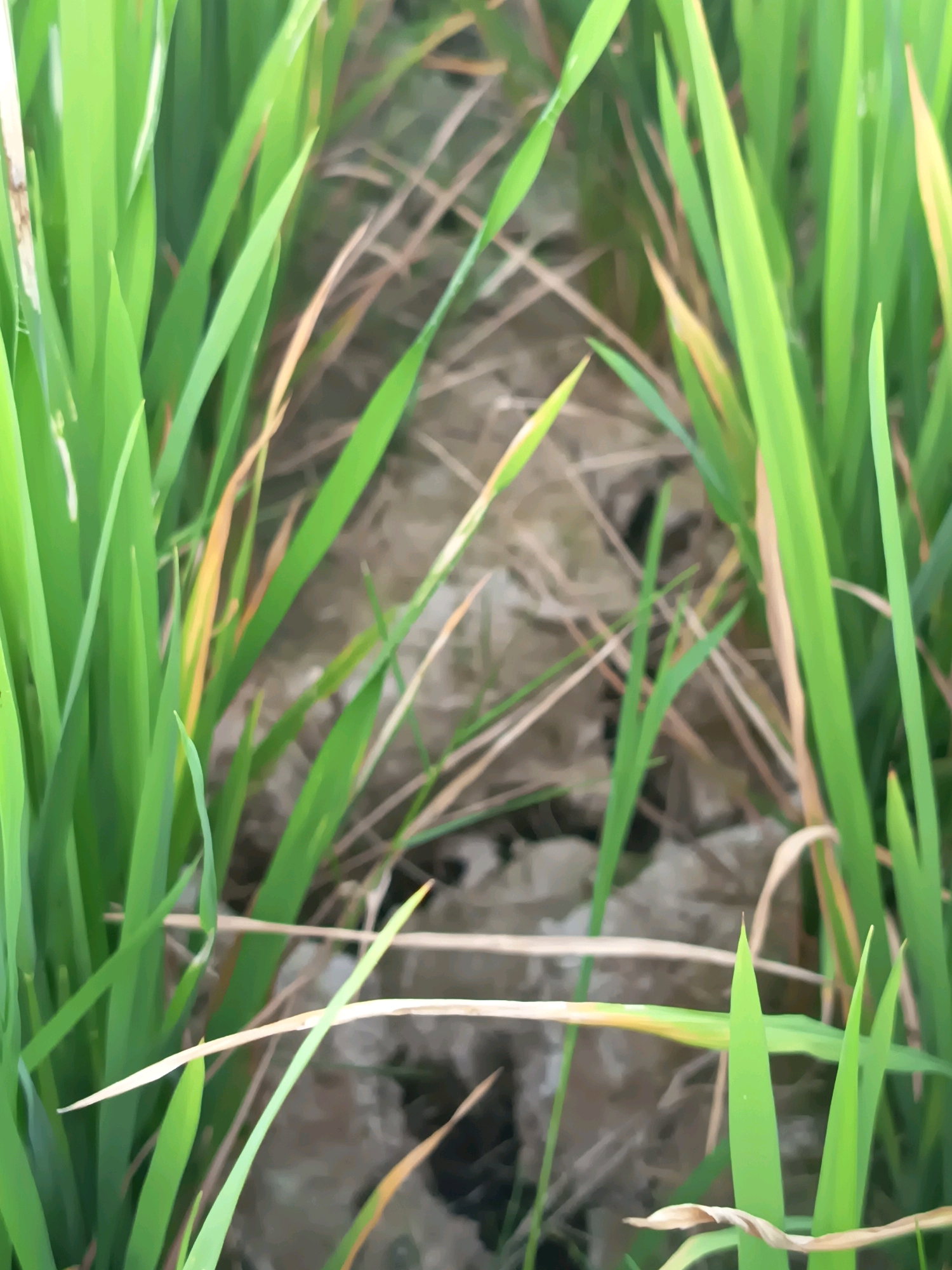 The image shows a close-up view of tall, green grass blades with some dry, brown blades interspersed. The background is blurred and appears to be soil with some debris. The lighting suggests an outdoor environment, possibly a field or garden. There are no people or animals visible in the image. The scene is located in Seuneubokdalam, Indonesia.