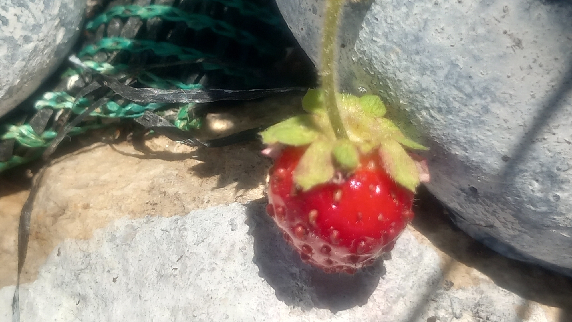 A close-up, overhead shot of a single, ripe strawberry rests on a textured, light-colored surface, possibly a rock or concrete. The strawberry is red with visible seeds and green leafy sepals attached to its stem. The background is out of focus, showing more of the textured surface and a blurred green and black netting material to the upper right. Shadows are cast by the strawberry and netting onto the surface. The image appears to have been taken outdoors, possibly in a garden or natural setting within the vicinity of Άγιος Νεκτάριος, Greece.