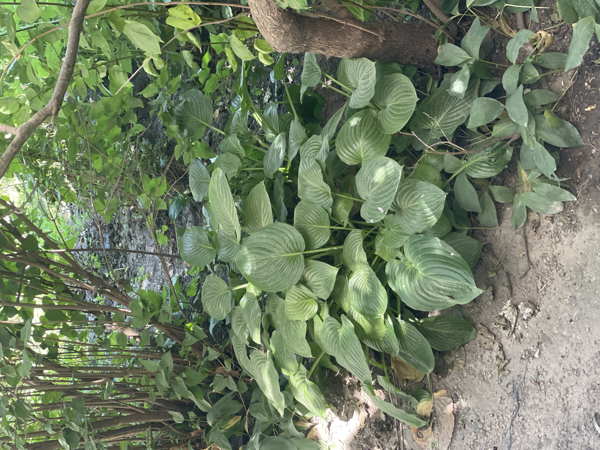 The image shows a lush, green garden bed in Cahul, Moldova. The foreground is dominated by a large cluster of hosta plants with broad, heart-shaped leaves, some of which are tinged with yellow. The hostas are growing in rich, dark soil mixed with gravel and dry leaves. To the left, thinner, brown stalks with green leaves rise vertically. In the background, there is a dense thicket of trees and foliage, creating a shaded, natural setting. A rough, brown tree trunk with a curved branch is visible on the right side of the frame. The overall impression is one of a well-established, verdant garden.