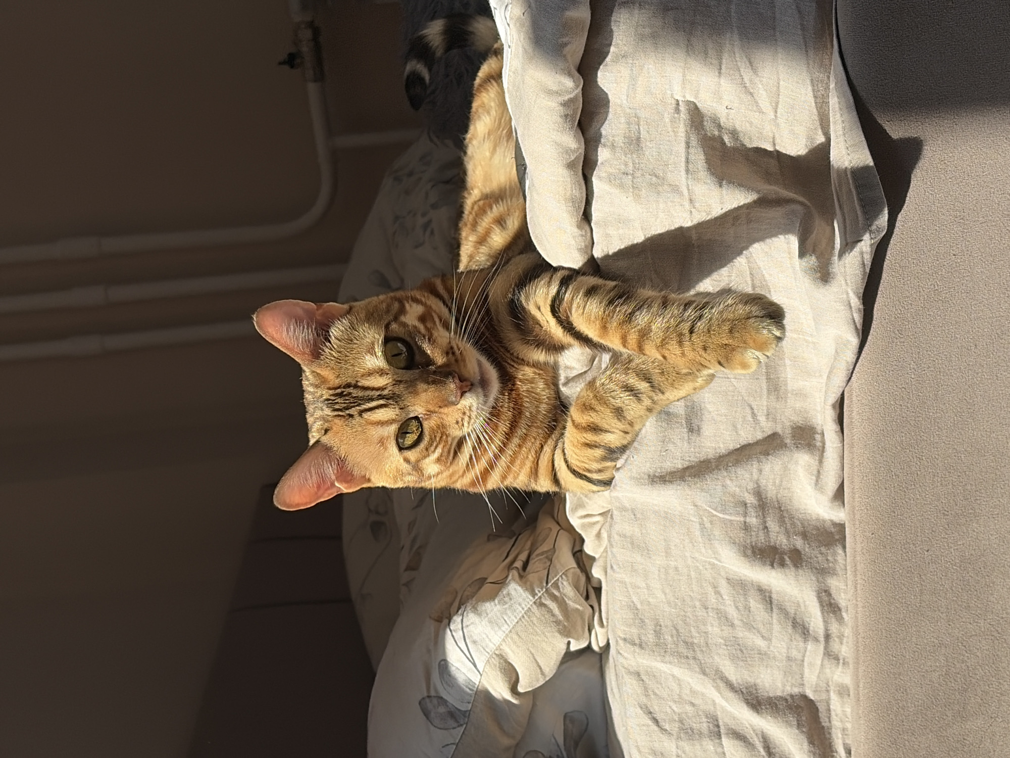 A Bengal cat with golden eyes and striped orange fur lies on a bed made with beige linens and pillows. The cat is positioned in the center of the frame, its front paws crossed. Sunlight streams in from the left, casting a shadow on the wall behind the bed. The background shows plumbing pipes and a wall. The image captures an indoor scene, likely a bedroom, with no discernible elements indicating the city of Krasnoyarsk, Russia.