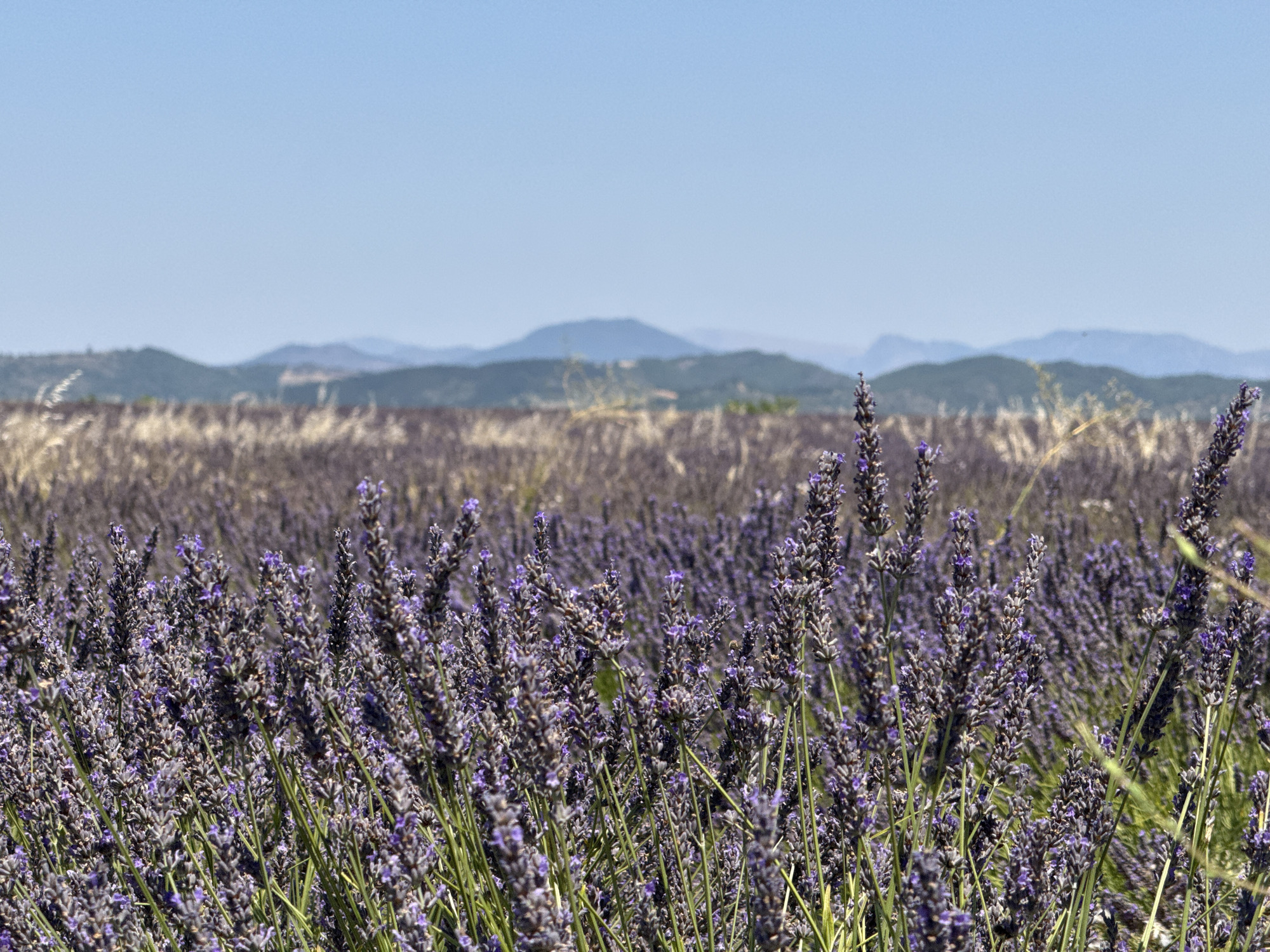 In the foreground, a dense field of lavender blooms with tall, slender stalks topped with vibrant purple flowers. The lavender plants are in sharp focus, with individual florets visible. The background shows a blurred expanse of more lavender fields stretching towards a hazy horizon. Beyond the fields, rolling hills and mountains are visible, their forms softened by distance and atmospheric perspective. The sky above is a clear, light blue, with no clouds present. The overall impression is of a vast, blooming lavender field under a bright, sunny sky, evoking the characteristic landscape of Provence, France.