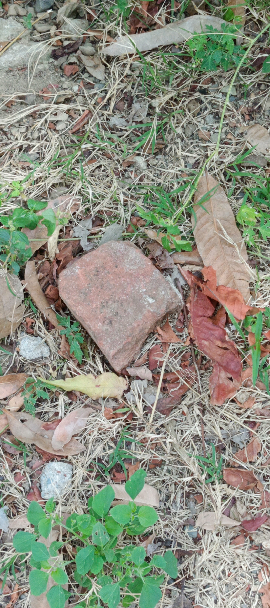 The image shows a brick lying on the ground in a patch of dry grass and scattered leaves. There are also some small green plants growing in the area. The brick appears to be weathered and is a reddish-orange color. The scene is set outdoors, and the ground is covered in a mix of natural debris. There is no indication of any specific location within Pashiebeutong, Indonesia, as there are no landmarks or identifying features present in the image.