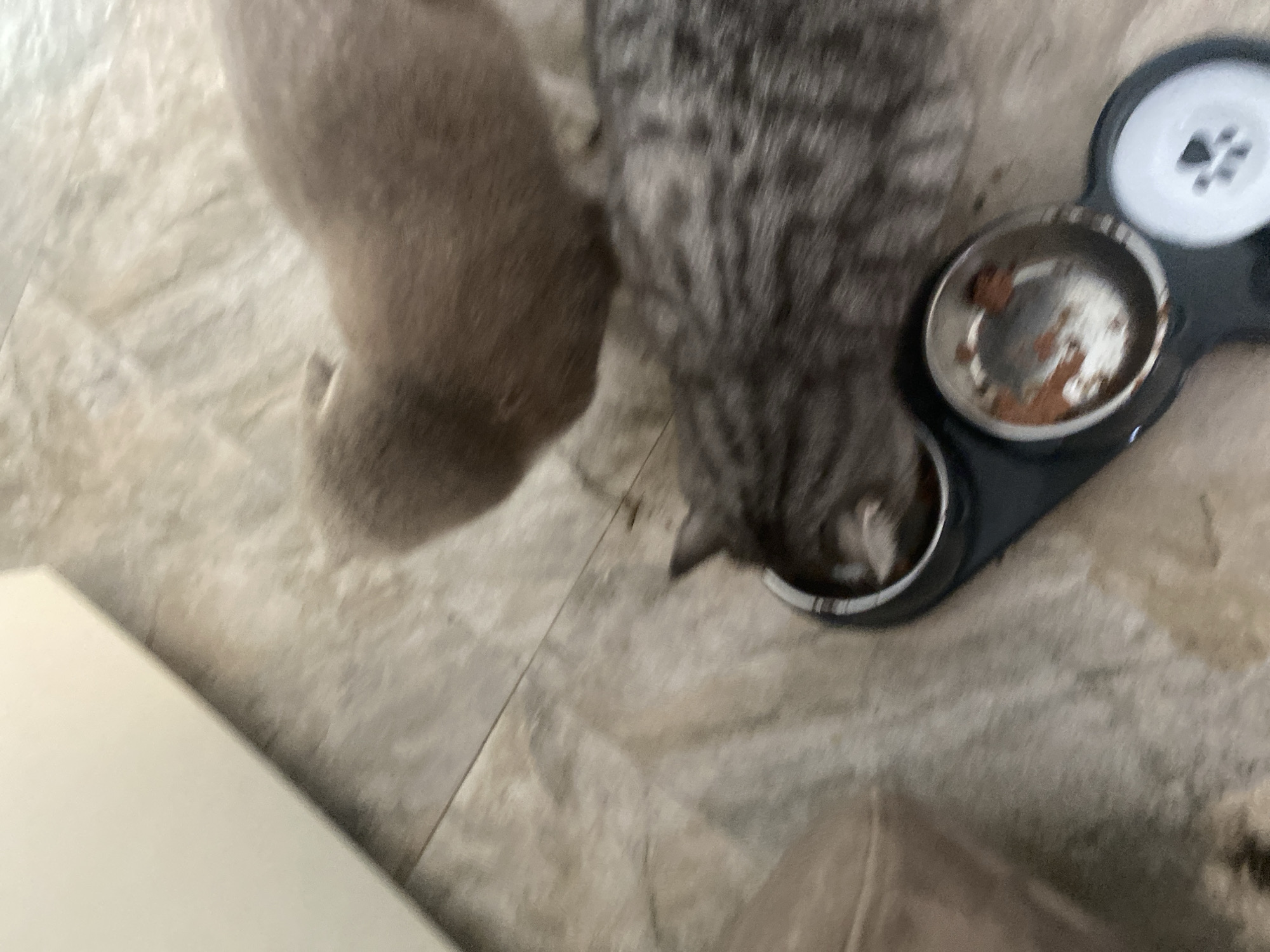 In Mykytyntsi, Ukraine, two cats are observed at ground level. One cat, with a tabby pattern, is positioned in the foreground, actively eating from a dual food bowl. The second cat, appearing lighter in color, is situated behind the first, partially out of frame and also near the food bowls. The flooring is tiled. The scene is captured from a high-angle perspective.