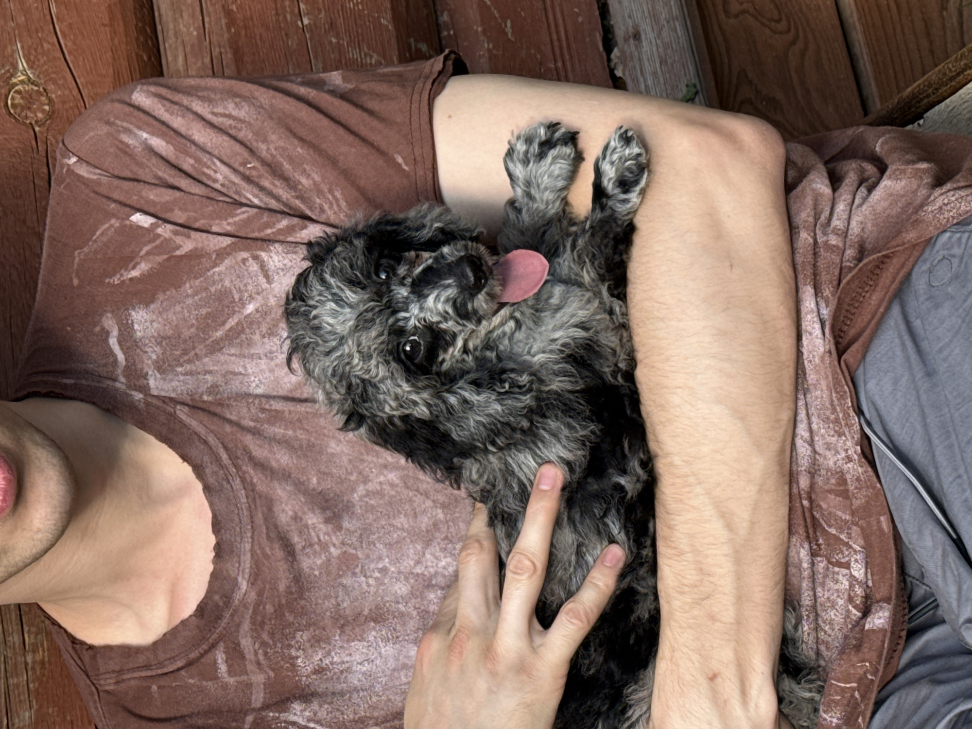 An individual is holding a small, grey and black poodle puppy in their arms. The person is wearing a brown t-shirt with a distressed pattern. The puppy has its tongue out. They are positioned in front of a rustic wooden wall, suggesting an outdoor or cabin-like setting. The image appears to have been taken in Voeikovo, Russia.