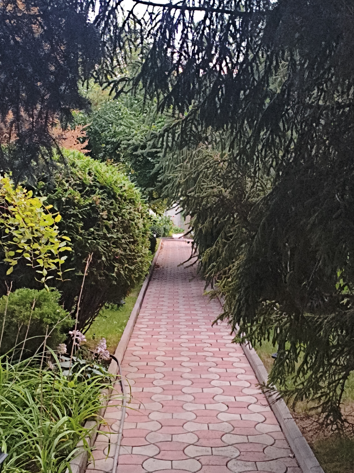 This is a vertical, eye-level, medium-shot photograph of a paved walkway in Makiivka, Ukraine. The walkway is made of red and pink interlocking pavers. It is lined on the left by manicured bushes and on the right by the low-hanging branches of dark green evergreen trees. The walkway curves gently to the left and recedes into the distance, where it is partially obscured by foliage. On the left side of the walkway, close to the foreground, there are several small, delicate pink flowers growing amongst lush green grass and plants. The overall scene depicts a well-maintained garden path.