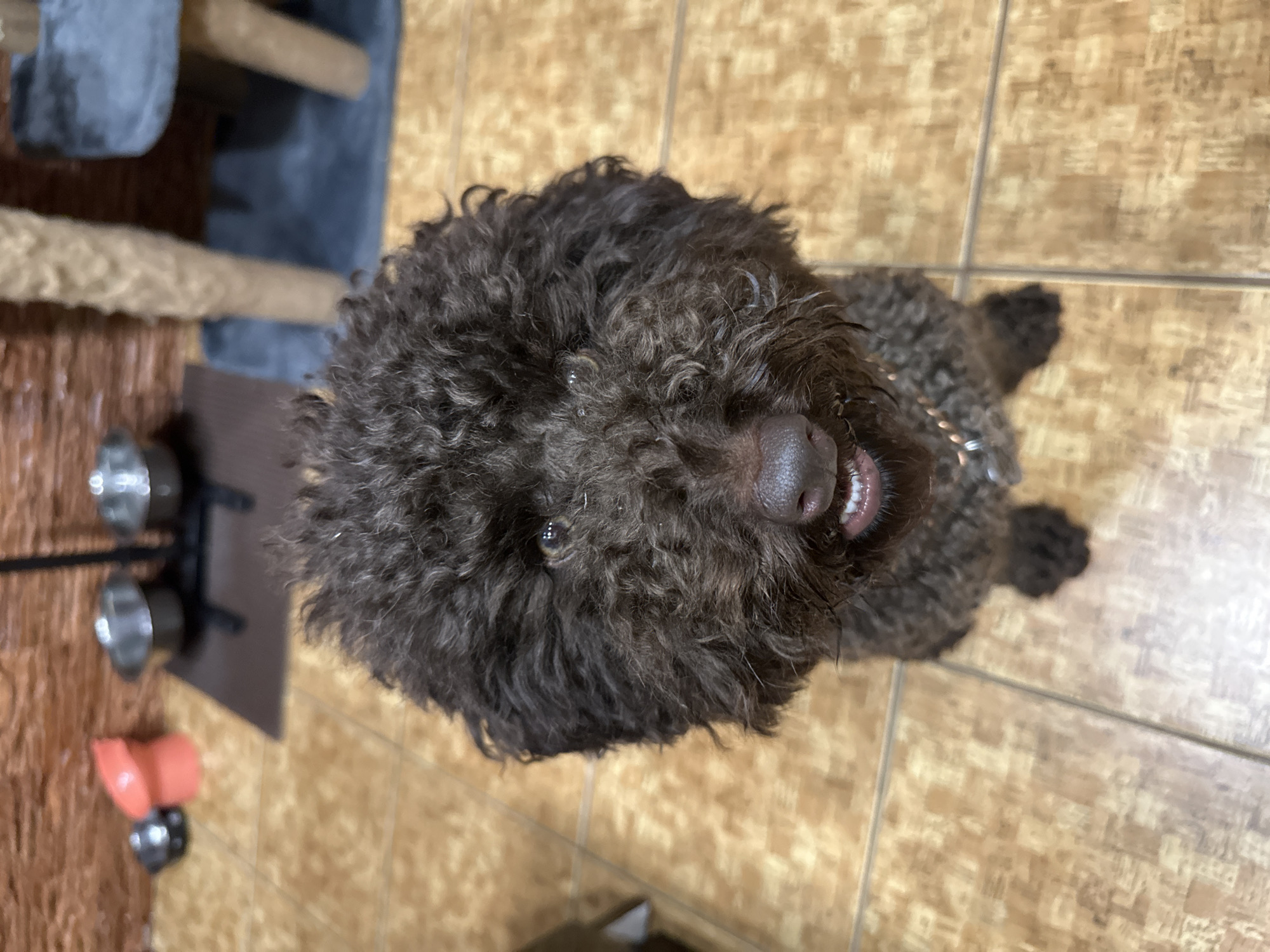 A close-up, high-angle shot shows a brown, curly-haired dog looking up at the camera. The dog is wearing a chain collar. Part of a wooden structure and metal bowls are visible on the left. The floor is covered in square, tan tiles.
The location is not identifiable as Sayanogorsk, Russia.
