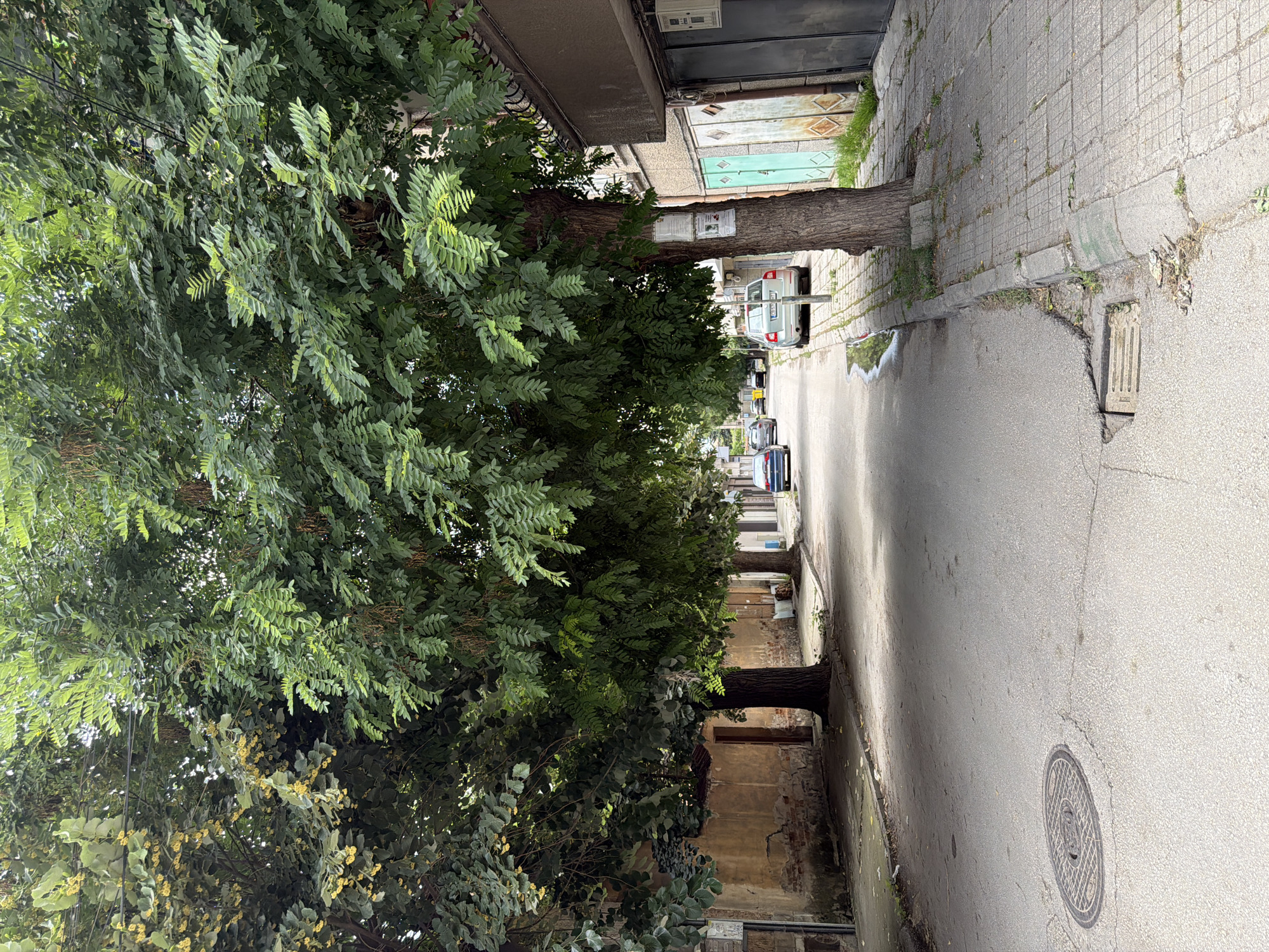 The image depicts a residential street in Pazardzhik, Bulgaria. The street is paved and lined with buildings and trees. Two large trees with dense green foliage dominate the foreground, casting shadows on the asphalt. A sidewalk runs along the right side of the street, paved with concrete tiles and bordered by a curb. Several cars are parked or driving on the street.
On the left side of the street, a weathered building with a brick base and plaster walls is visible. A wooden door is set into the wall. Further down the street, more buildings with various architectural styles can be seen. The environment appears to be urban, with signs of everyday life.
Specific details include:
- A manhole cover in the middle of the street on the left.
- A storm drain grate on the right side of the street, near the curb.
- Posters are affixed to the trunk of one of the large trees on the right.
- The buildings on the right have metal doors and windows, some with decorative patterns.
- The sky is overcast, suggesting a mild day.
The scene is tranquil, with no people visible in the immediate vicinity. The overall impression is that of a quiet, ordinary street in a European city.